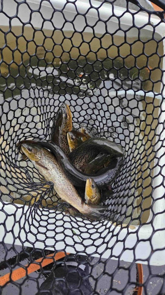 Ørret på flyttefot