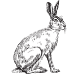 Hare - strekillustrasjon