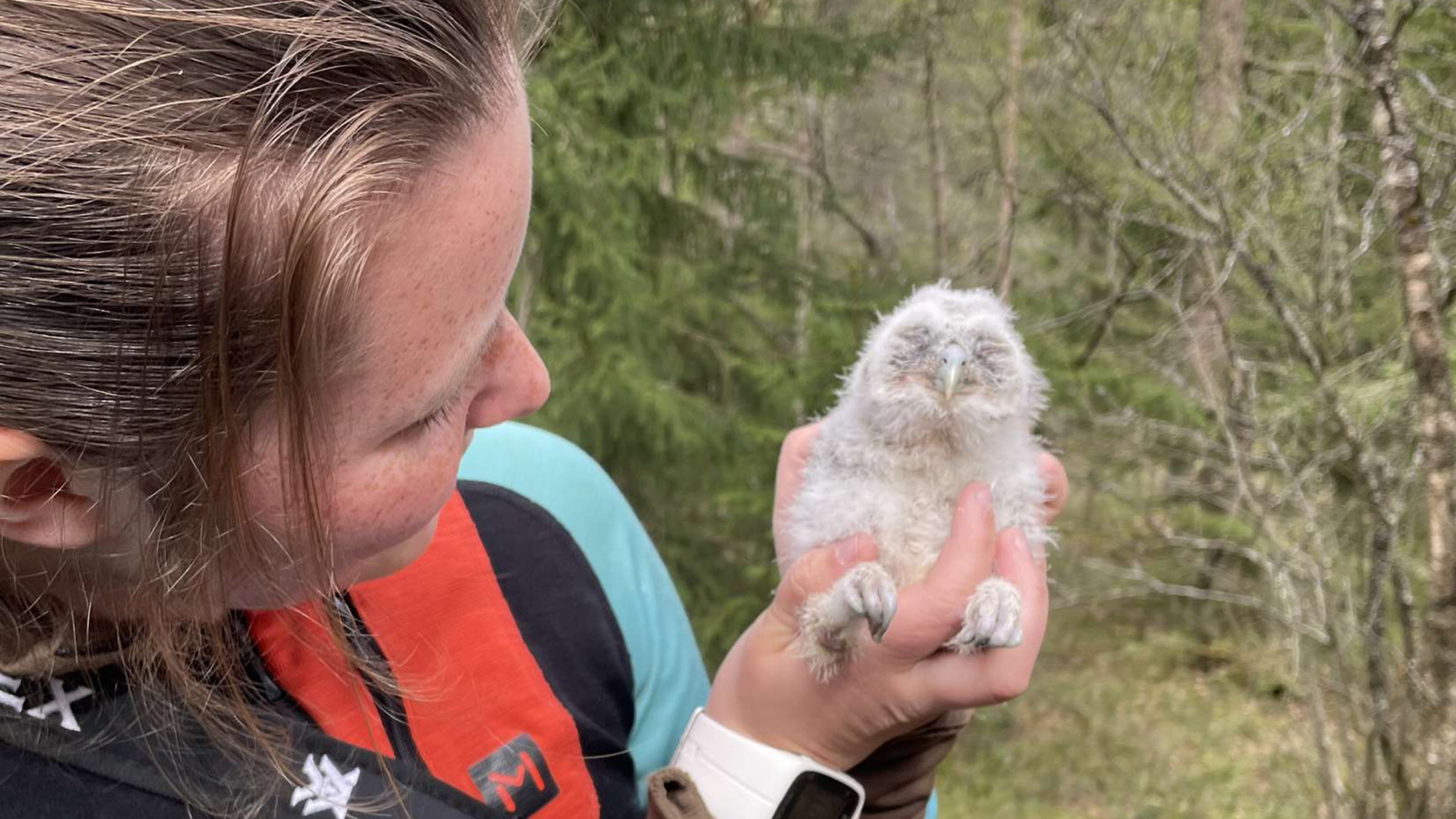 Anna er med på merking av kattugleunder i forbindelse med bacheloren i naturforvaltning
