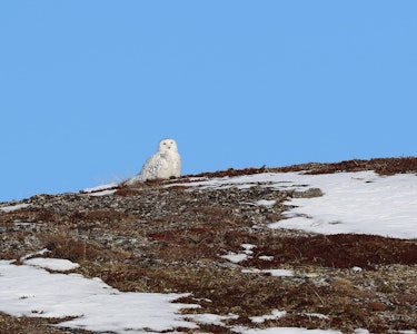 Snøugle i Troms