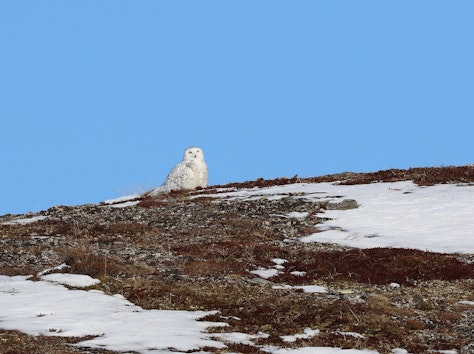 Snøugle i Troms