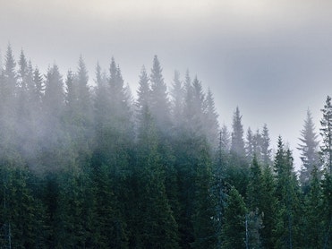Statskog gjennomfører i perioden 2011-2017 et omfattende salg av spredte skogeiendommer