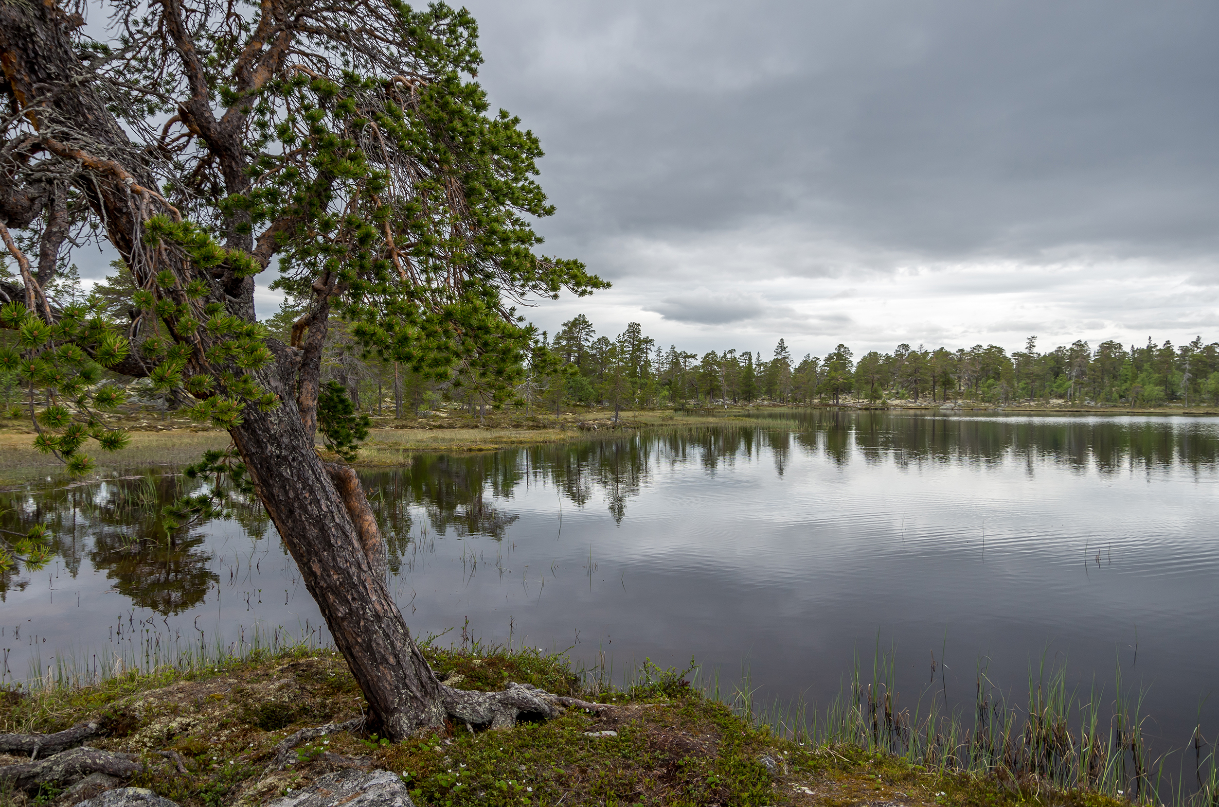 Flensmarka - skjev furu