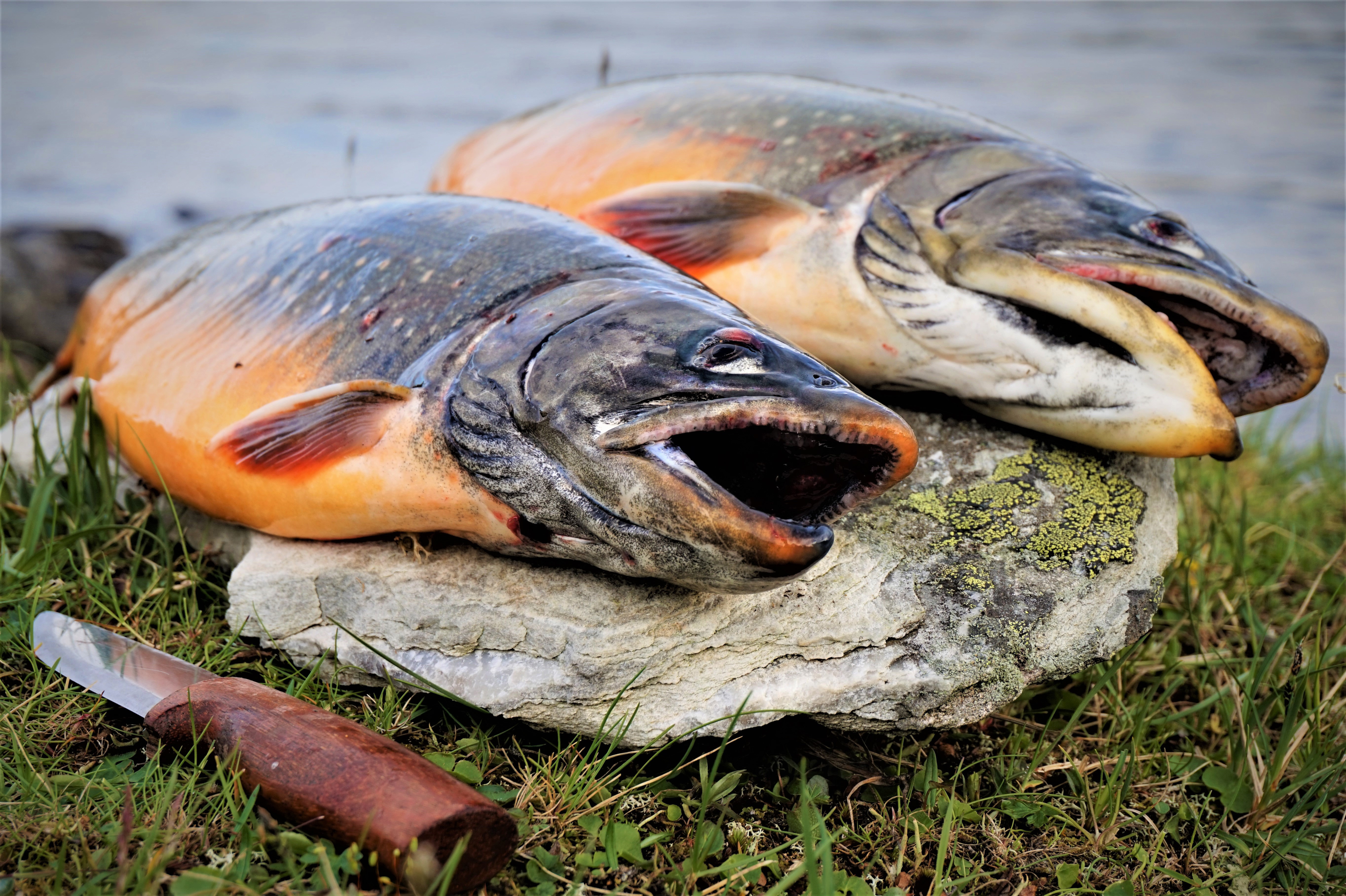 Grove royer Flintfjellet Kvaenangen Stian Yttergaard