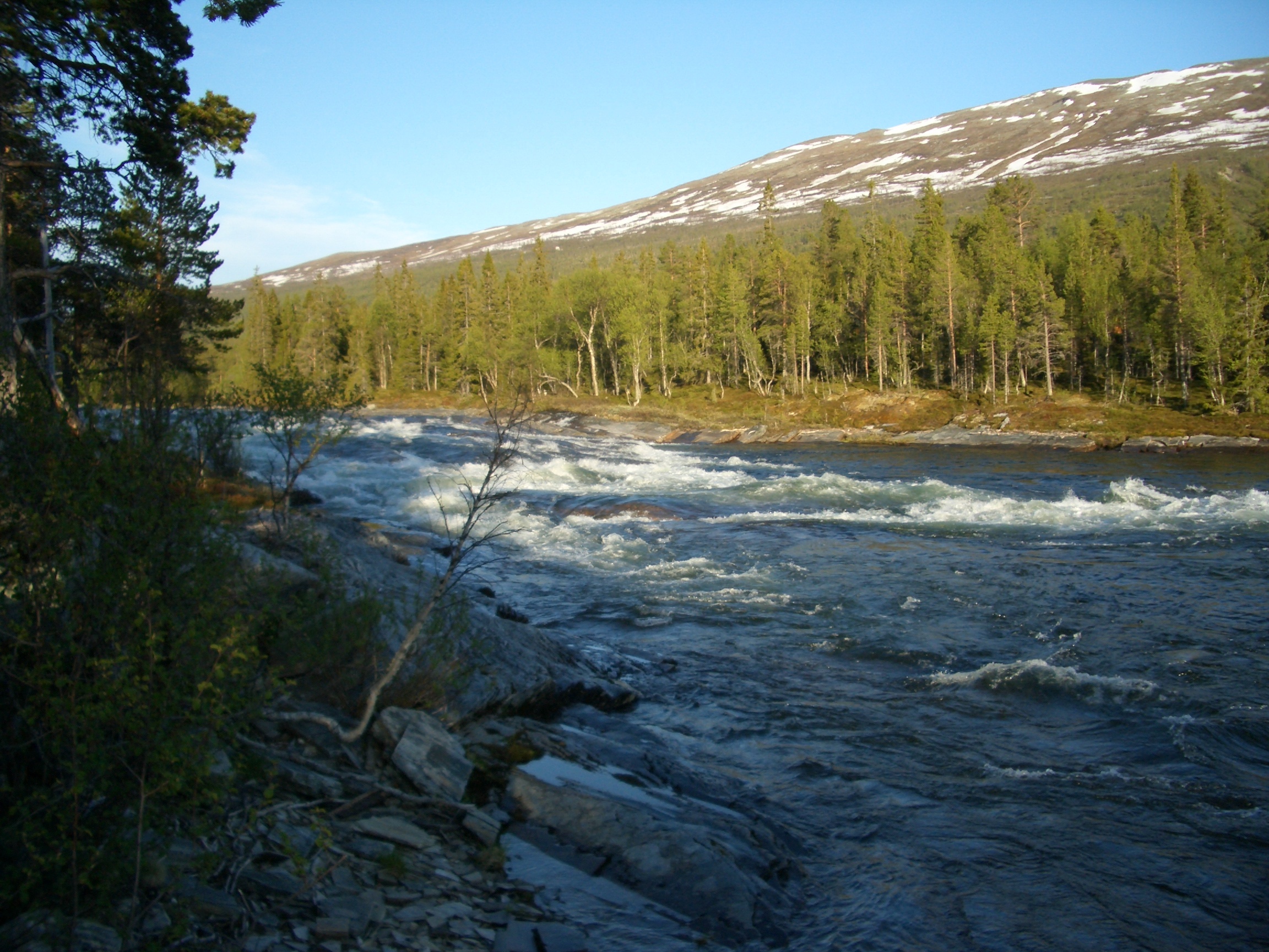 Elva Susna i Helgeland