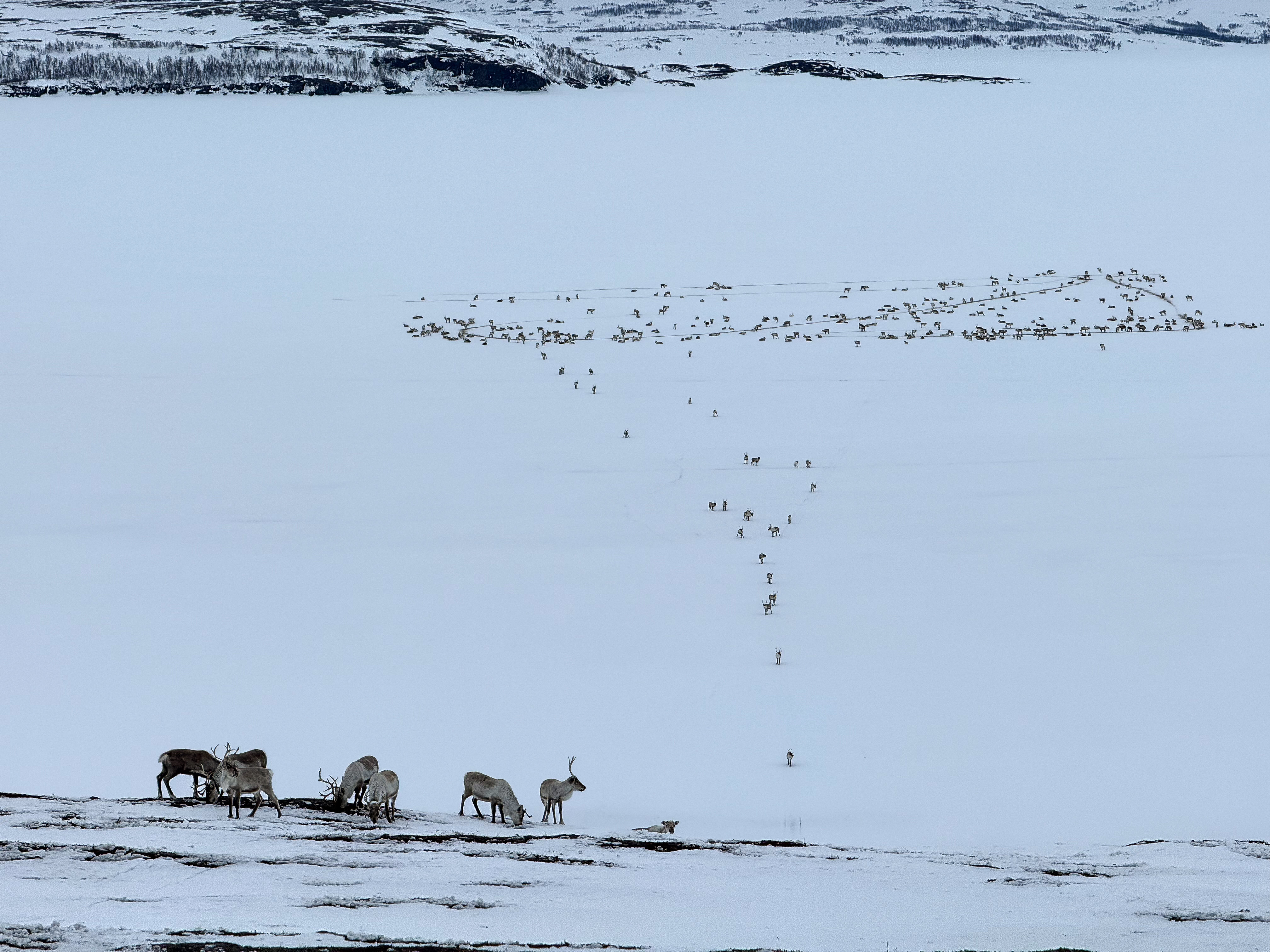 Rein på Balvatn i Sulitjelmmavassdraget