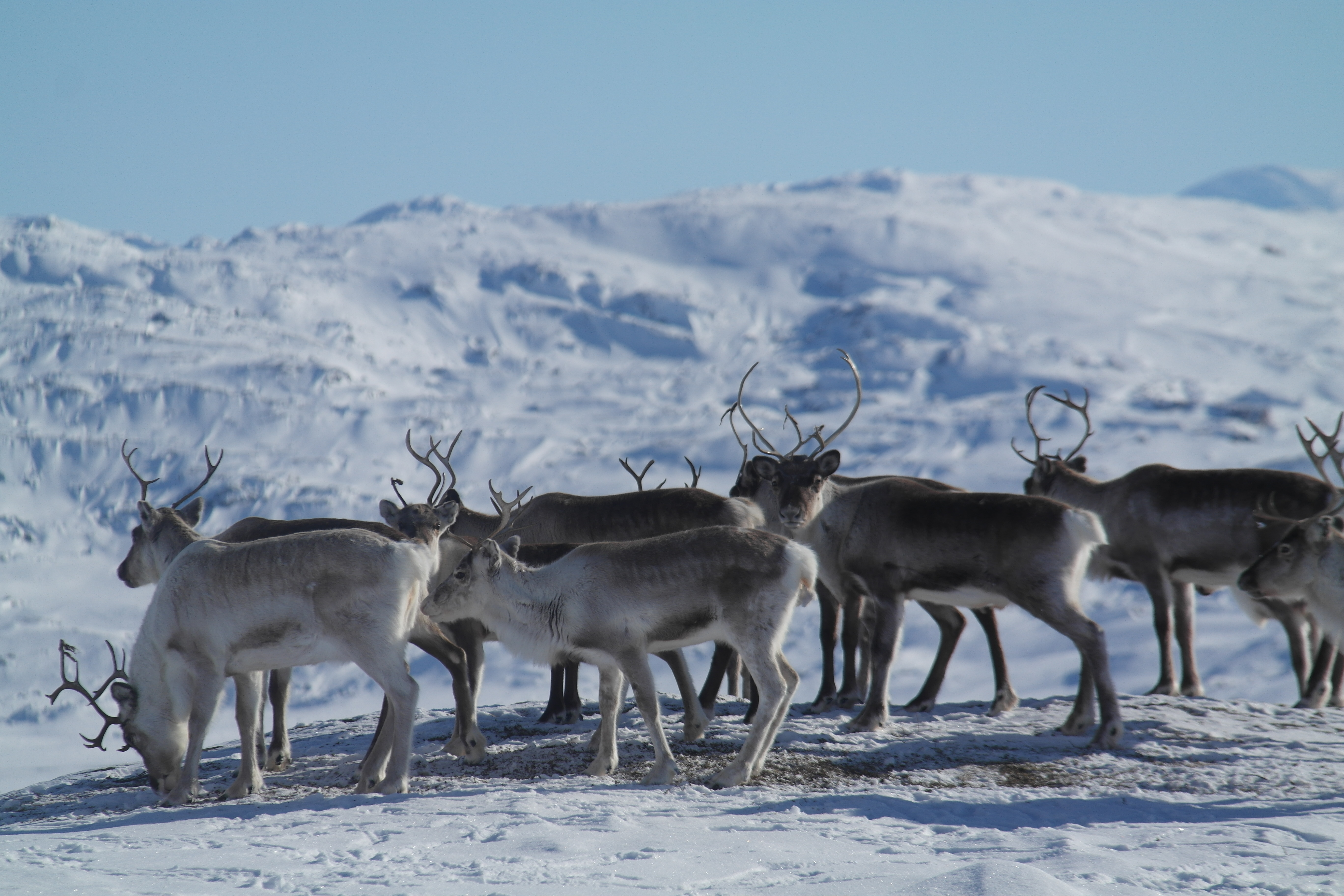 Mye rein i grensefjellene i Ofoten i vinter