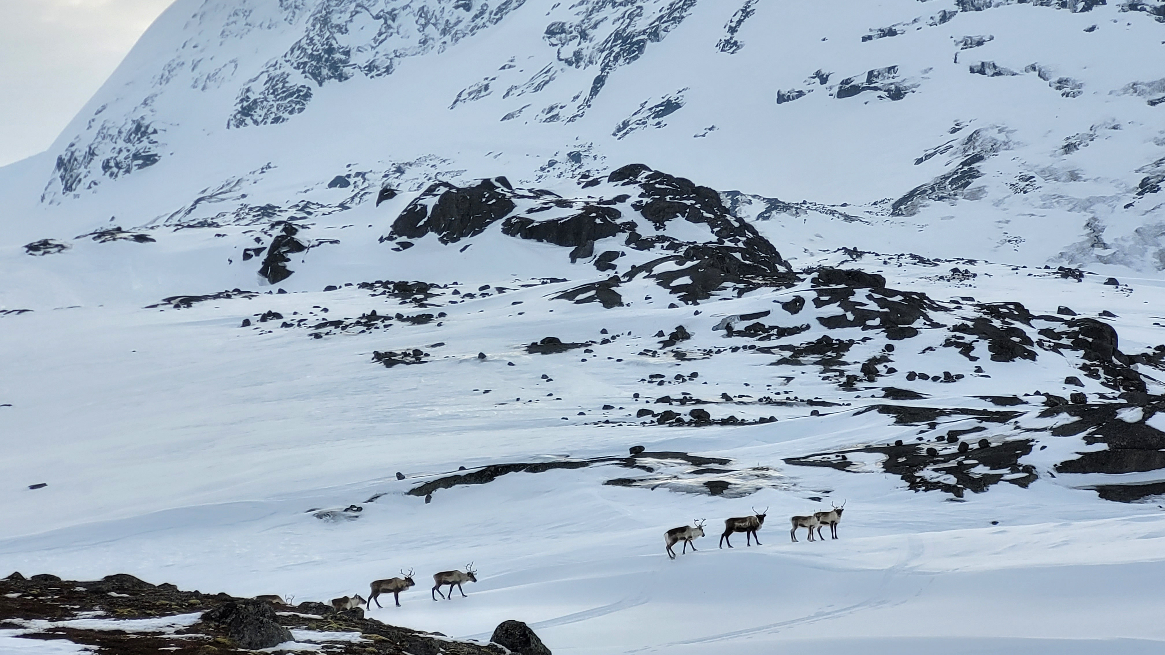 Rein i Rago Foto Tore Veisetaune