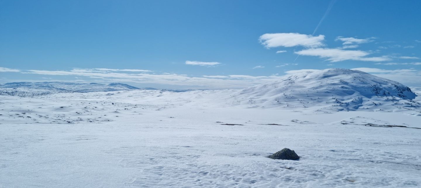 Jengelen i Børgefjell