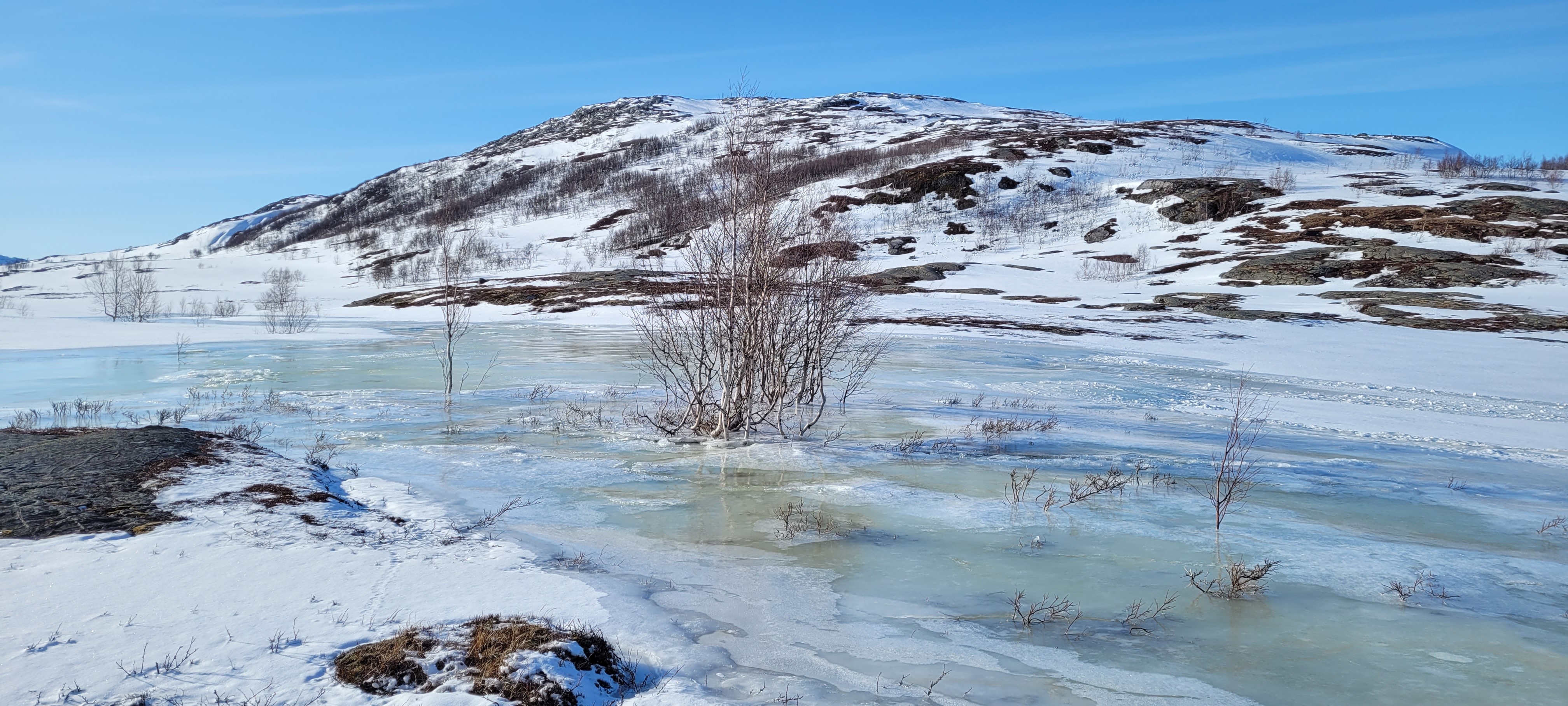 Krabbfjellmyrene ved Kallvatnet i Rana