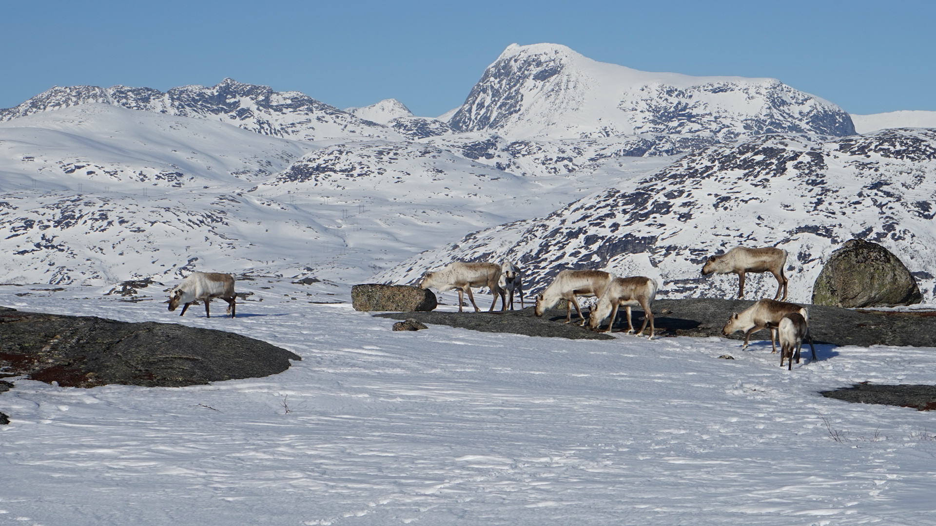 Reinen har bedre beite på fjellet når barflekkene er kommet fram