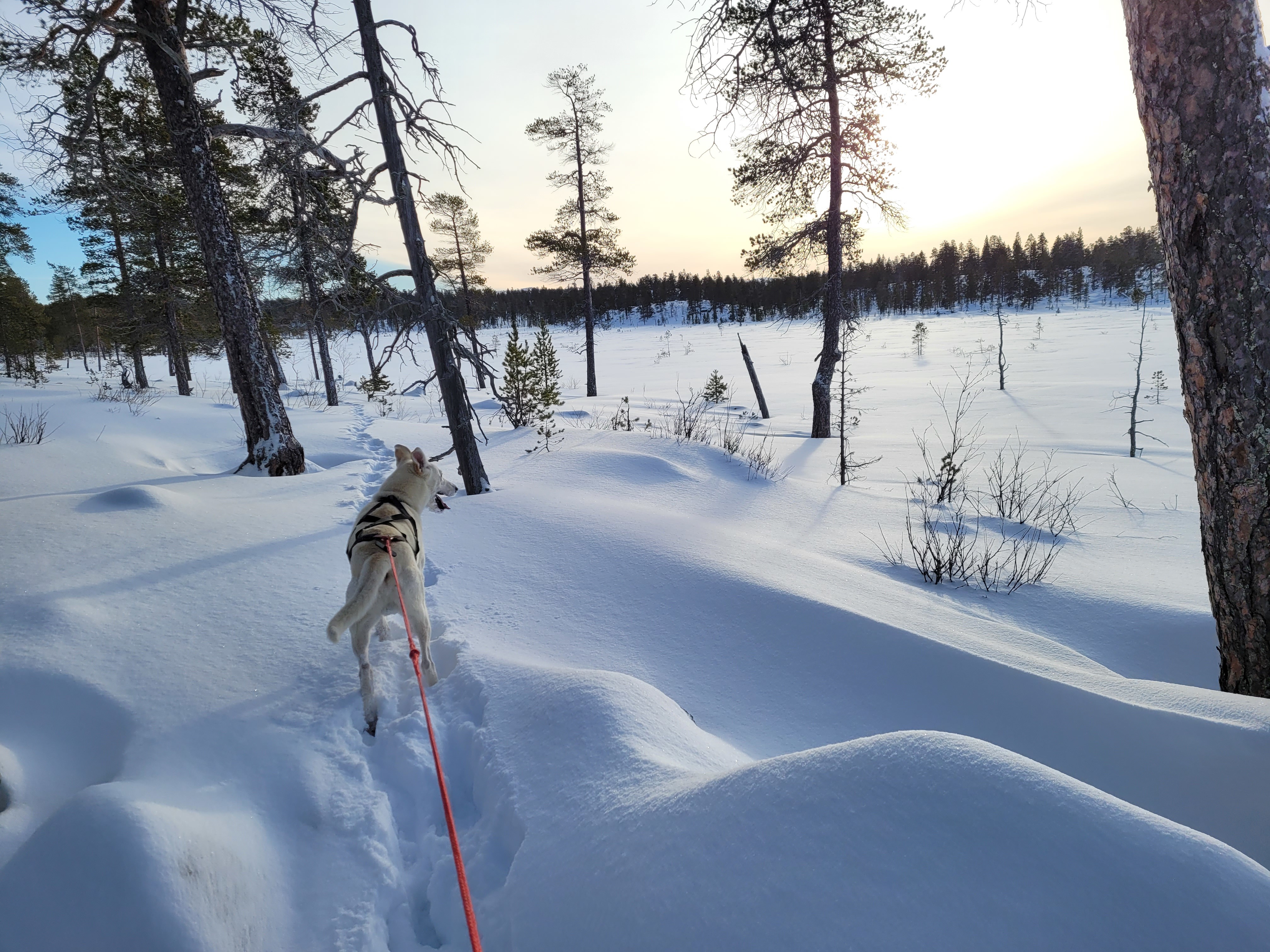 Fint skiføre i Femundsmarka uke 5 2022