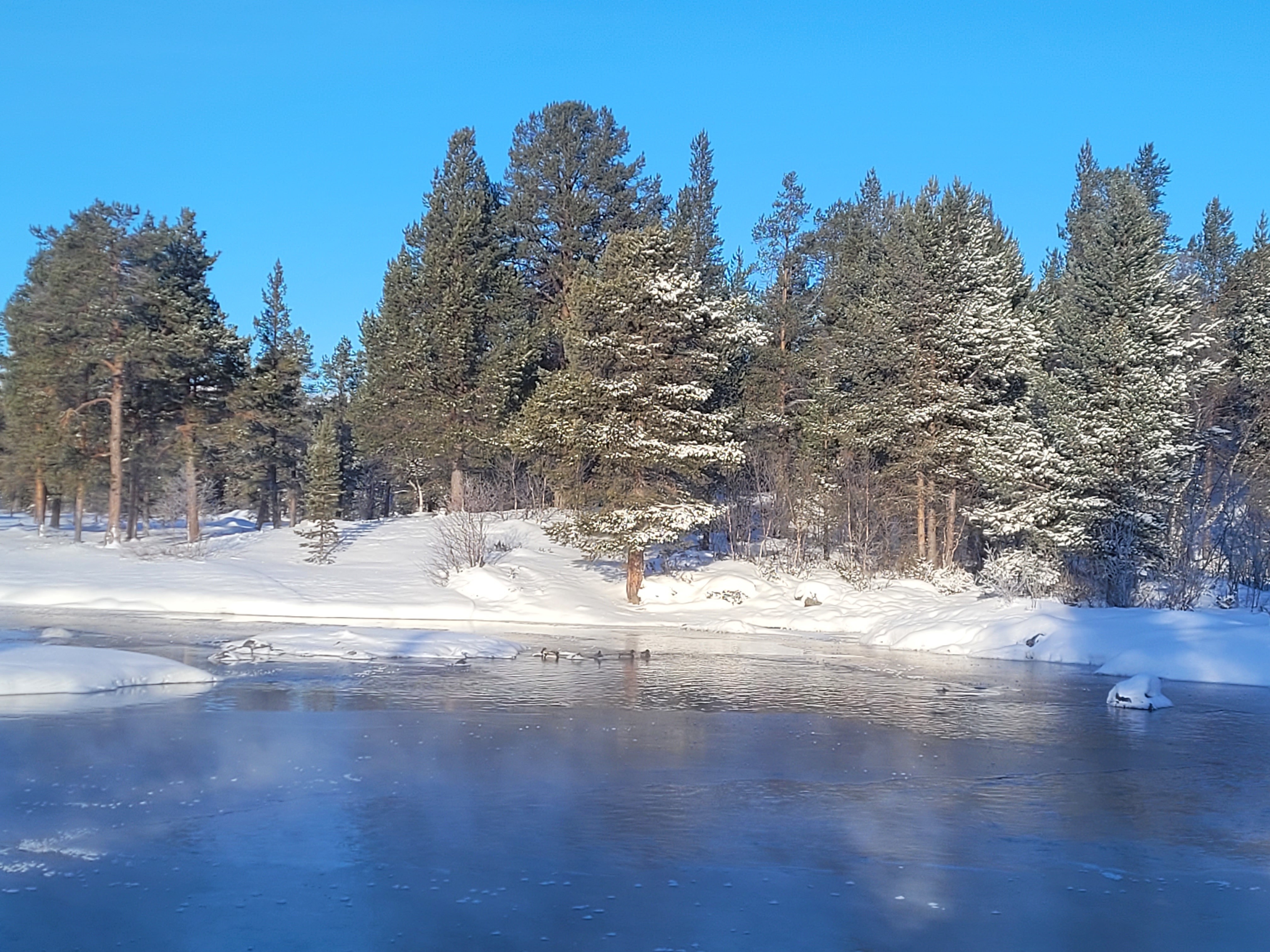 Feragsdammen - fem stokkender holder fossekallene med selskap ved Feragsdammen de trosser 26 grader og full vinter