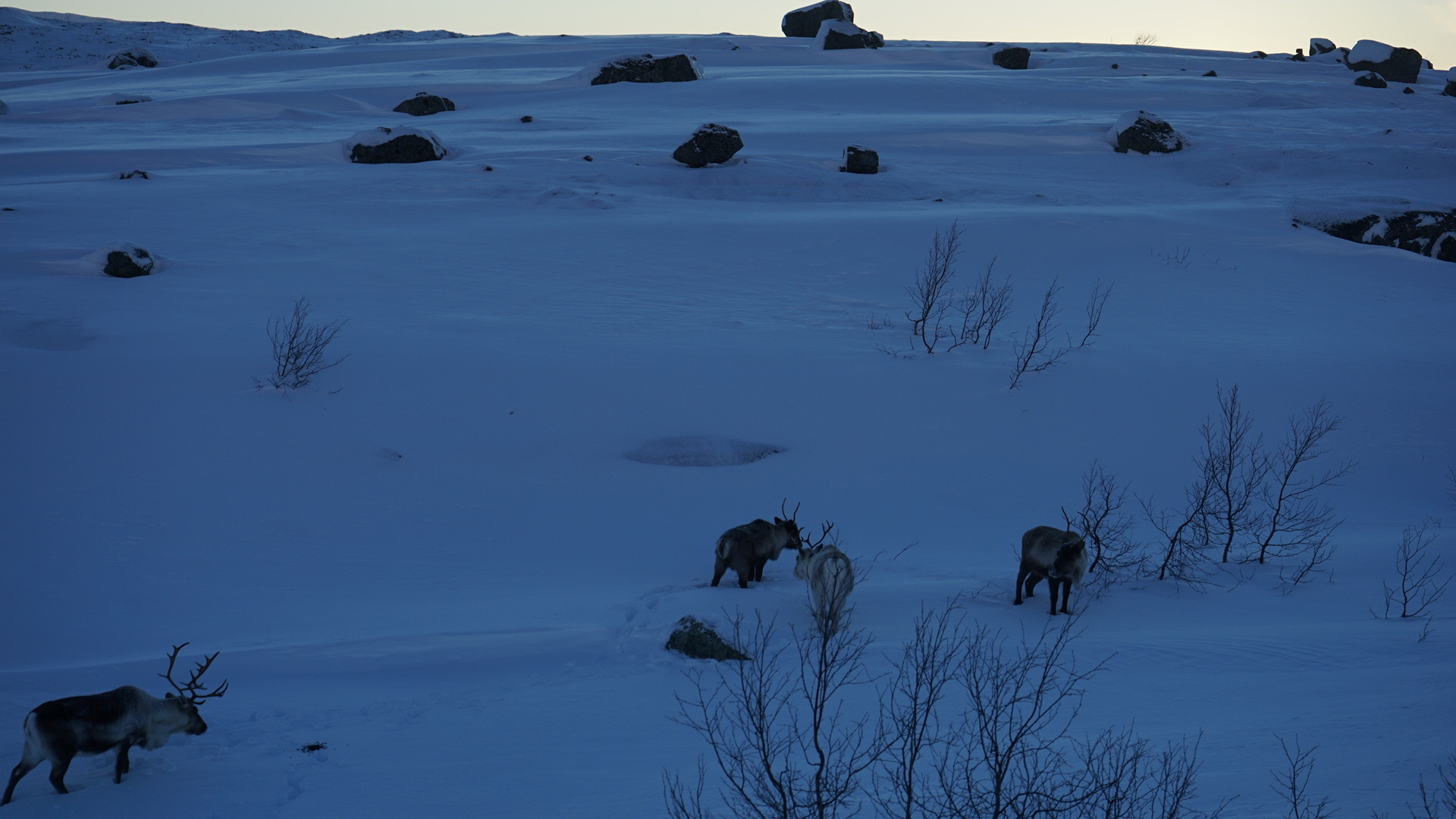 Rein på Skitdalshøyden