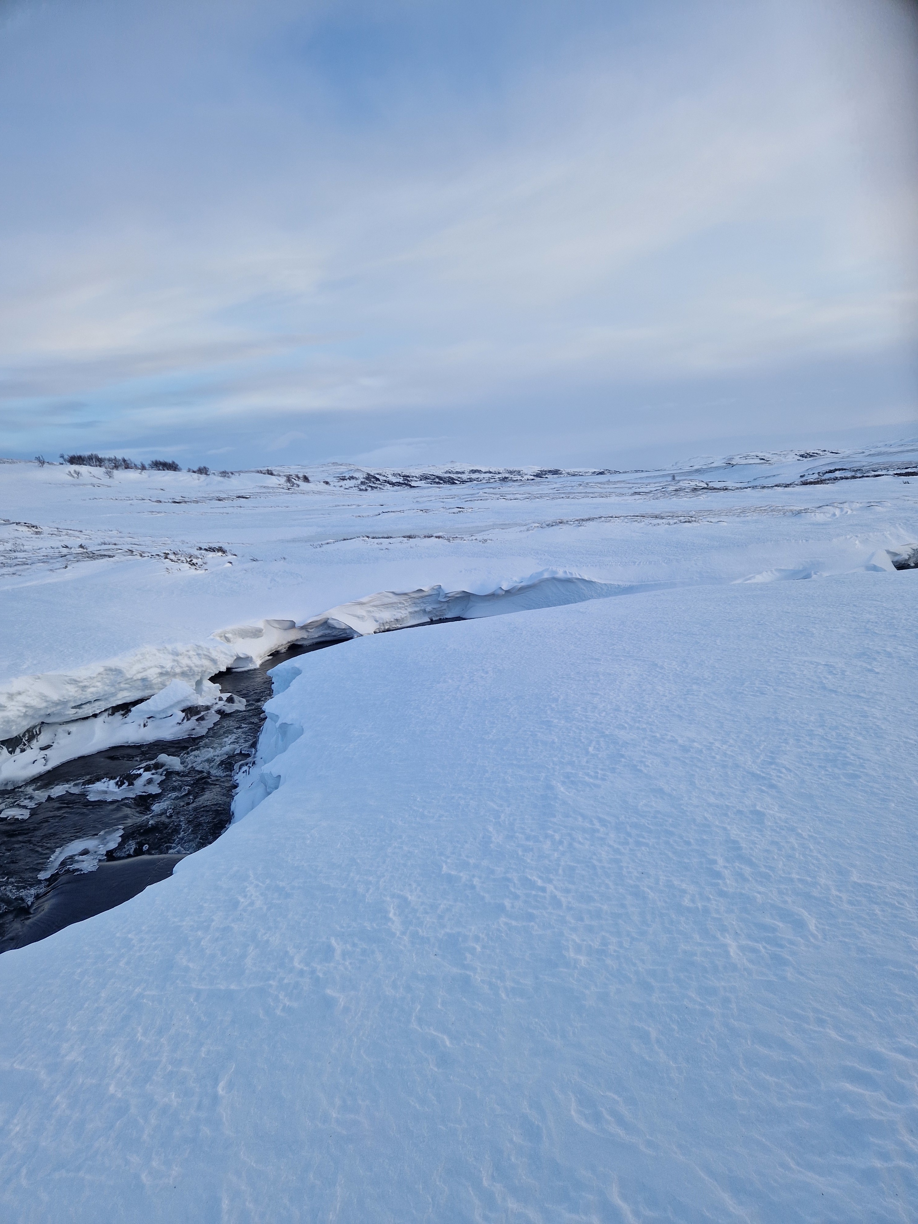 Bekkeos ved 780 moh i Meråker