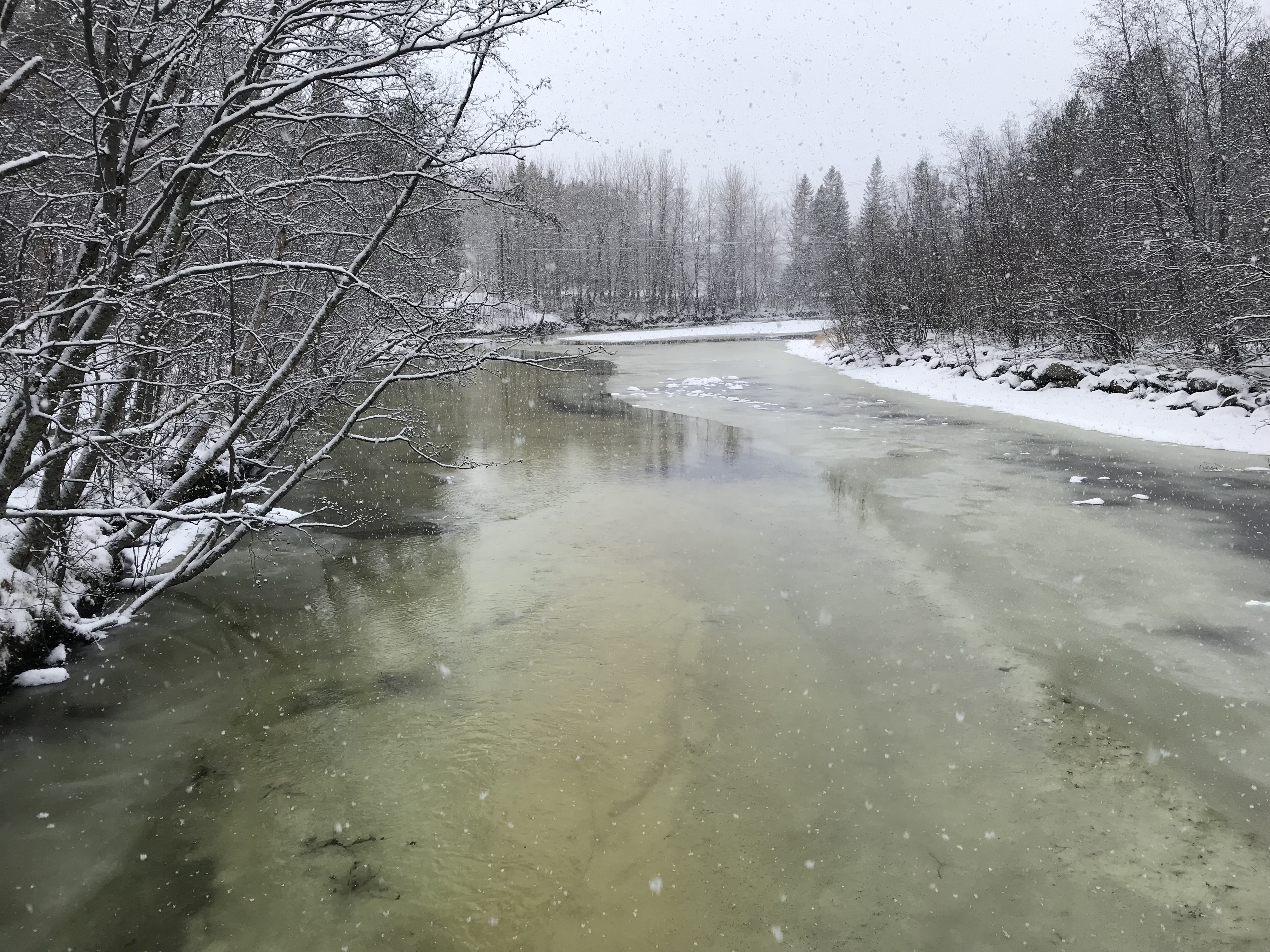 Junkerdalselva i Saltdal går grønn
