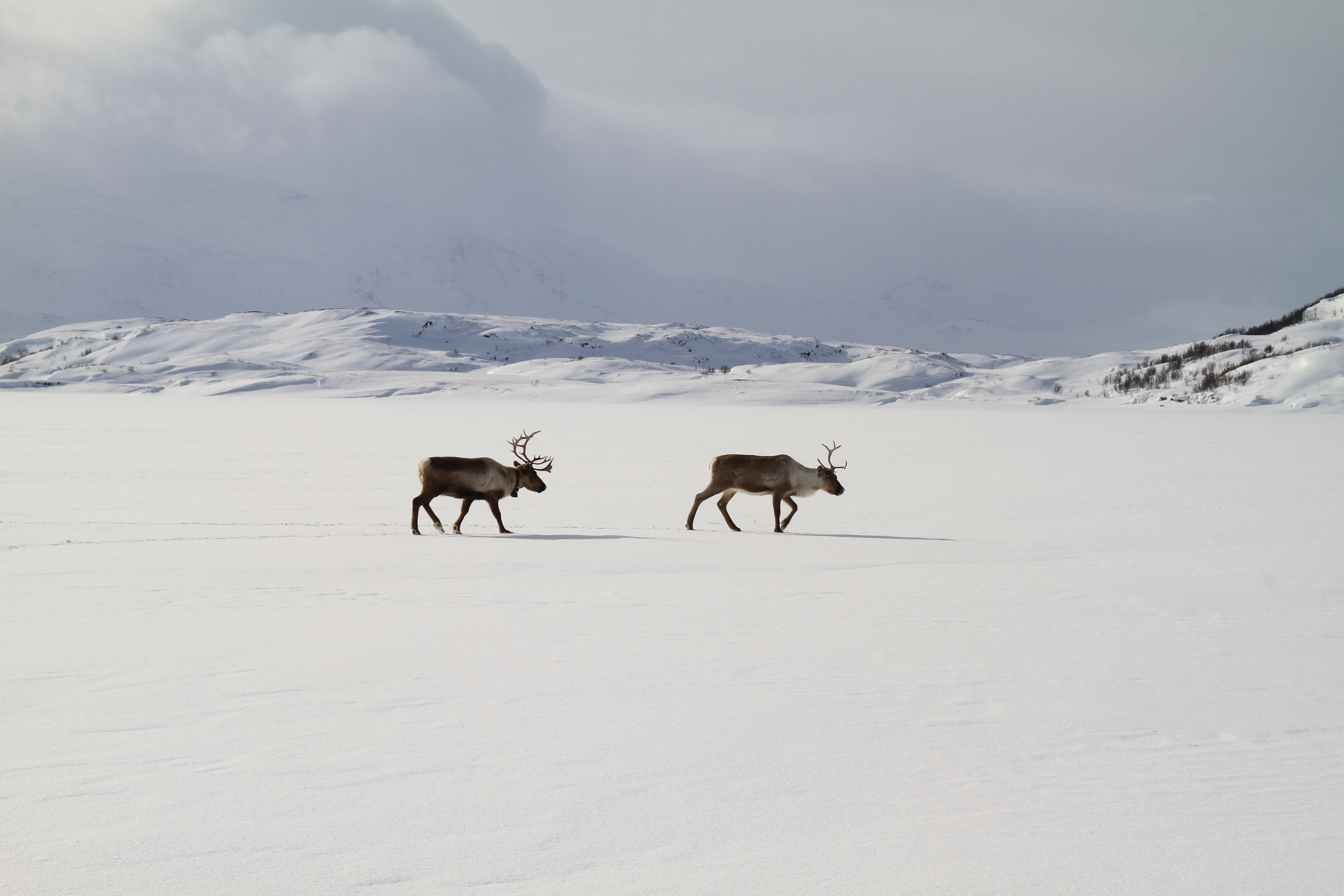 Fine forhold på Balvatn både for folk og rein