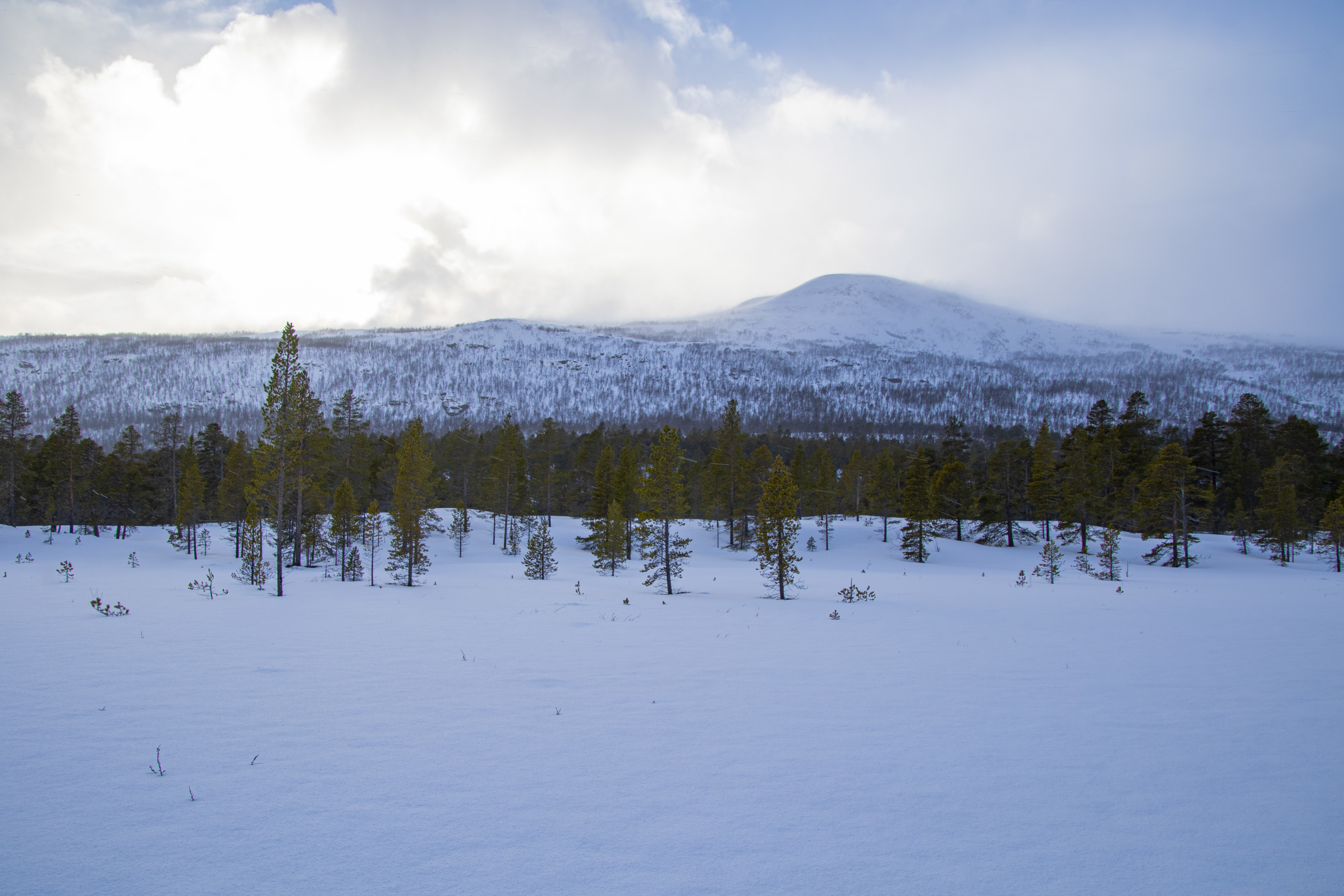 Nesen i Dividalen - snøføyke på toppene