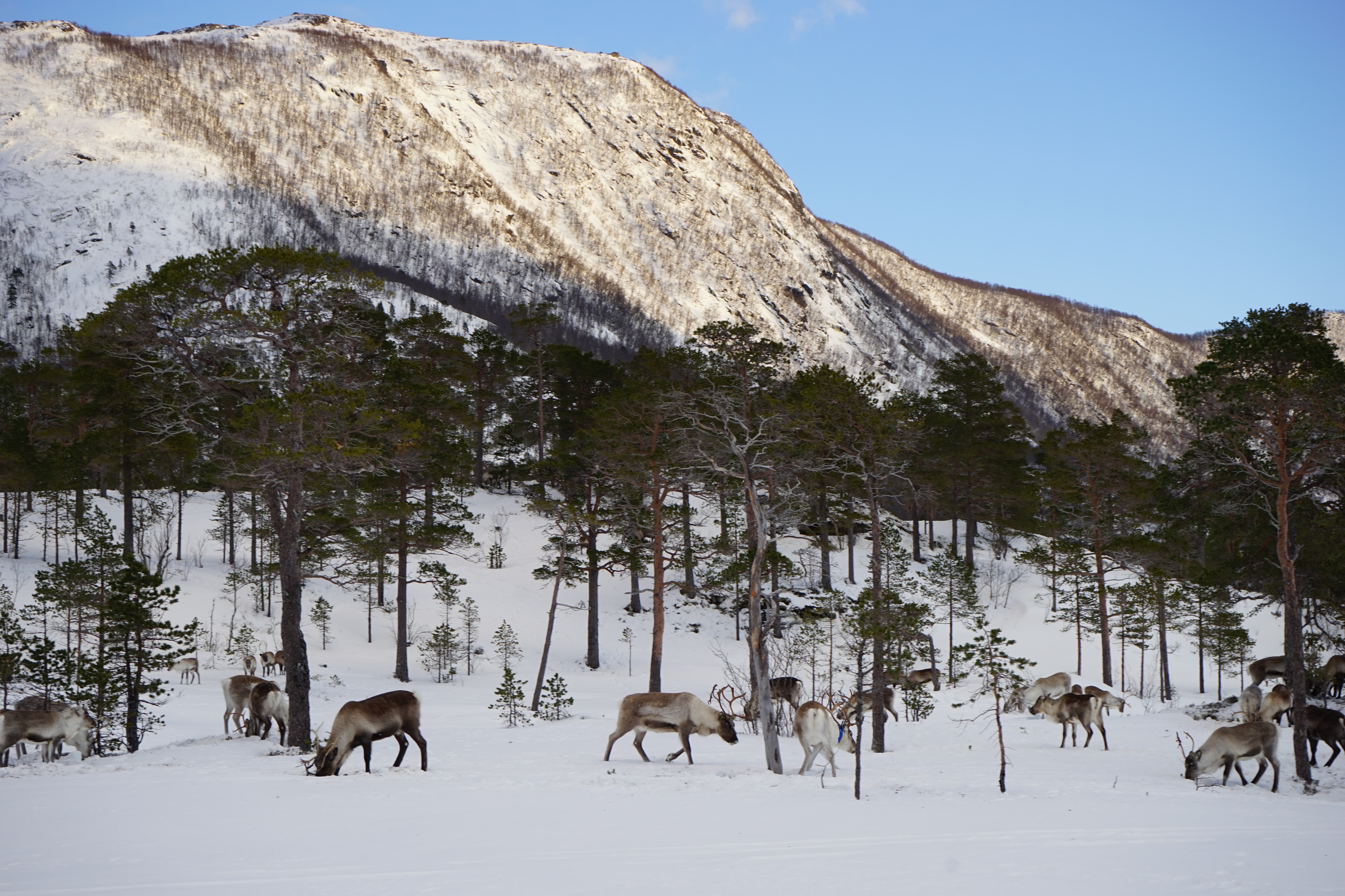 Vanskelige beiteforhold for reinen i fjellet gjør at reinen har trekt ned i skog