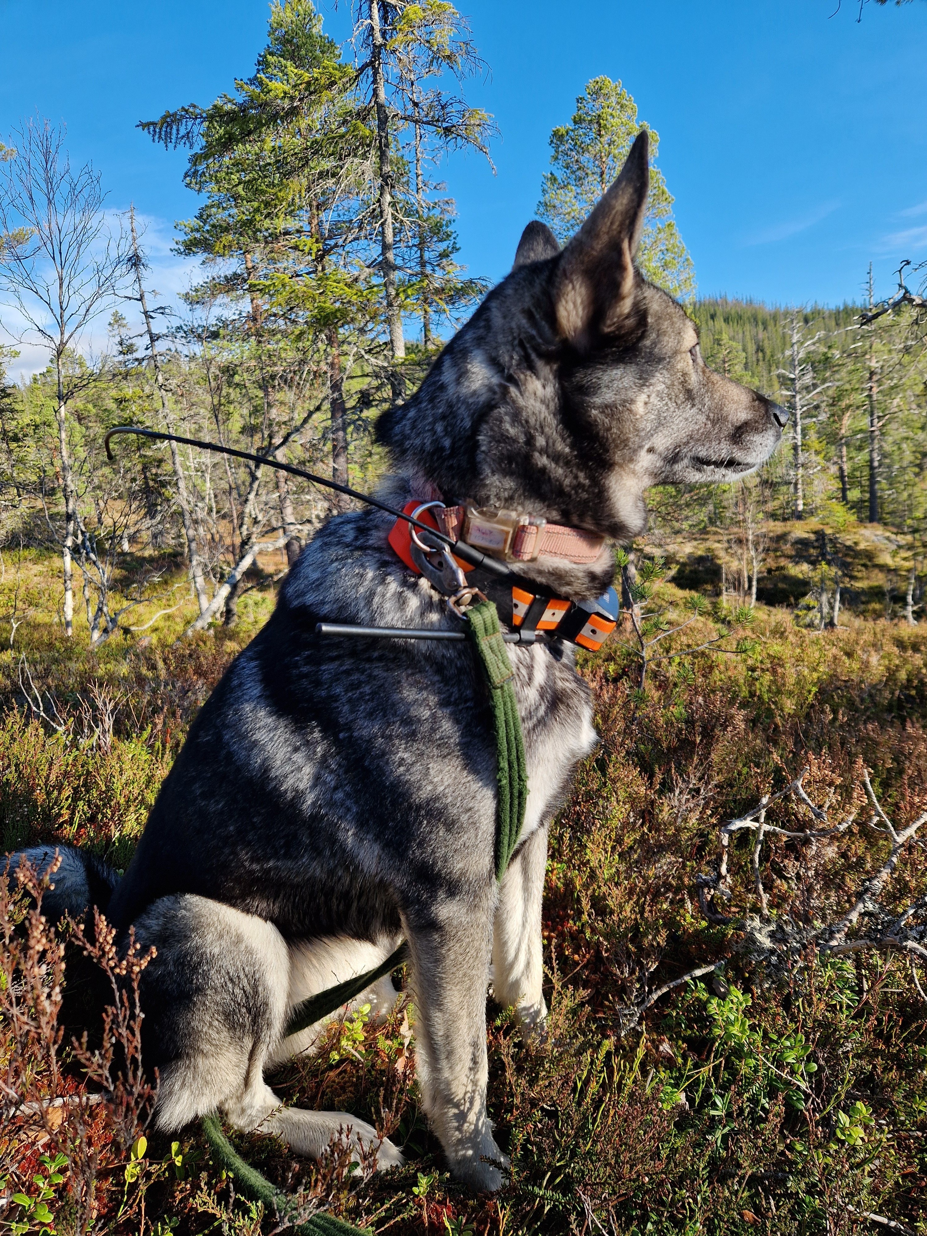 Elghund på jobb.