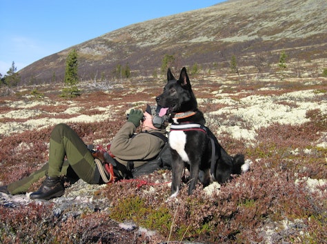 Elgjeger på sin post med hund