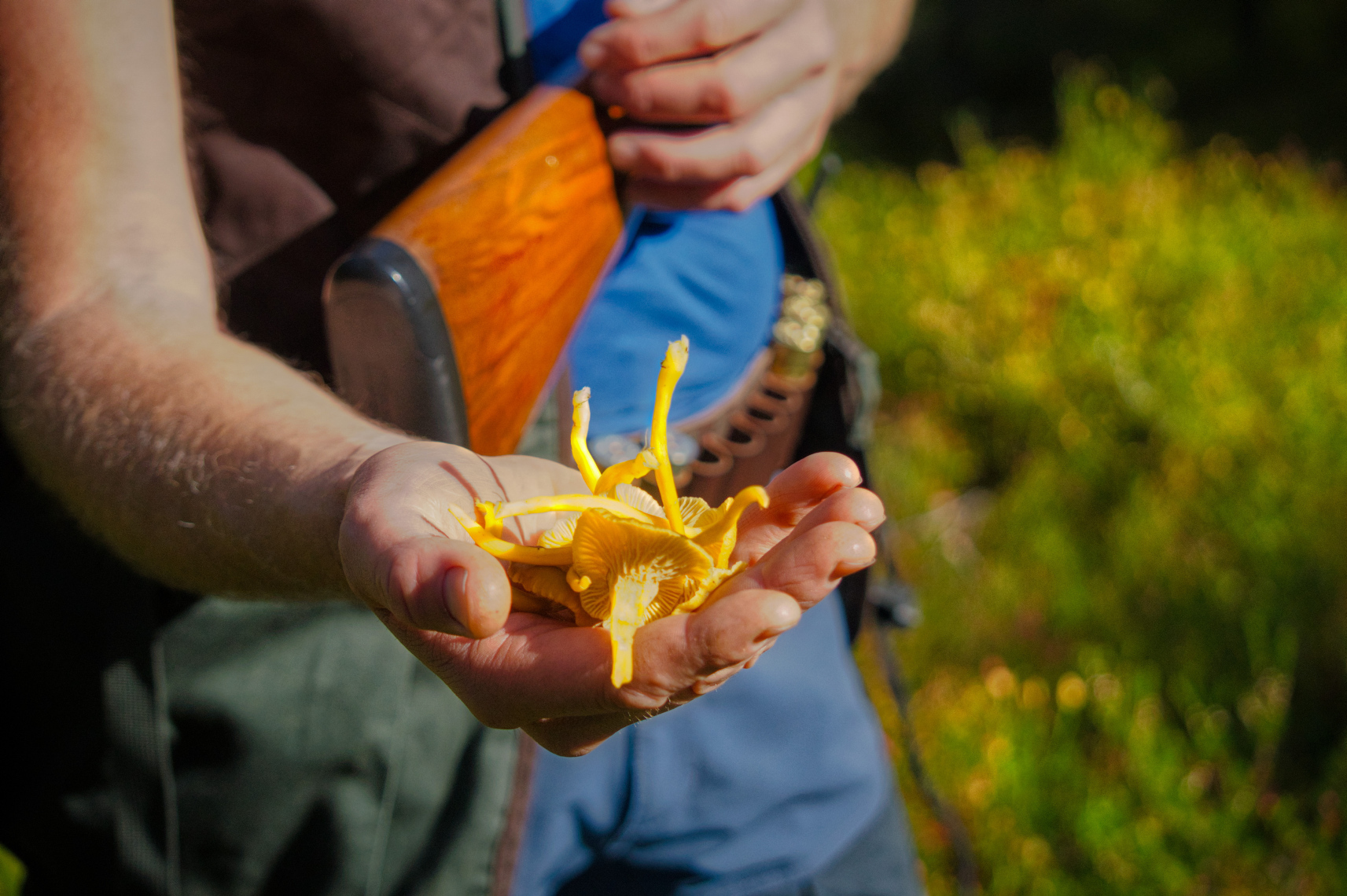 Finnemarka Kantareller i hånd