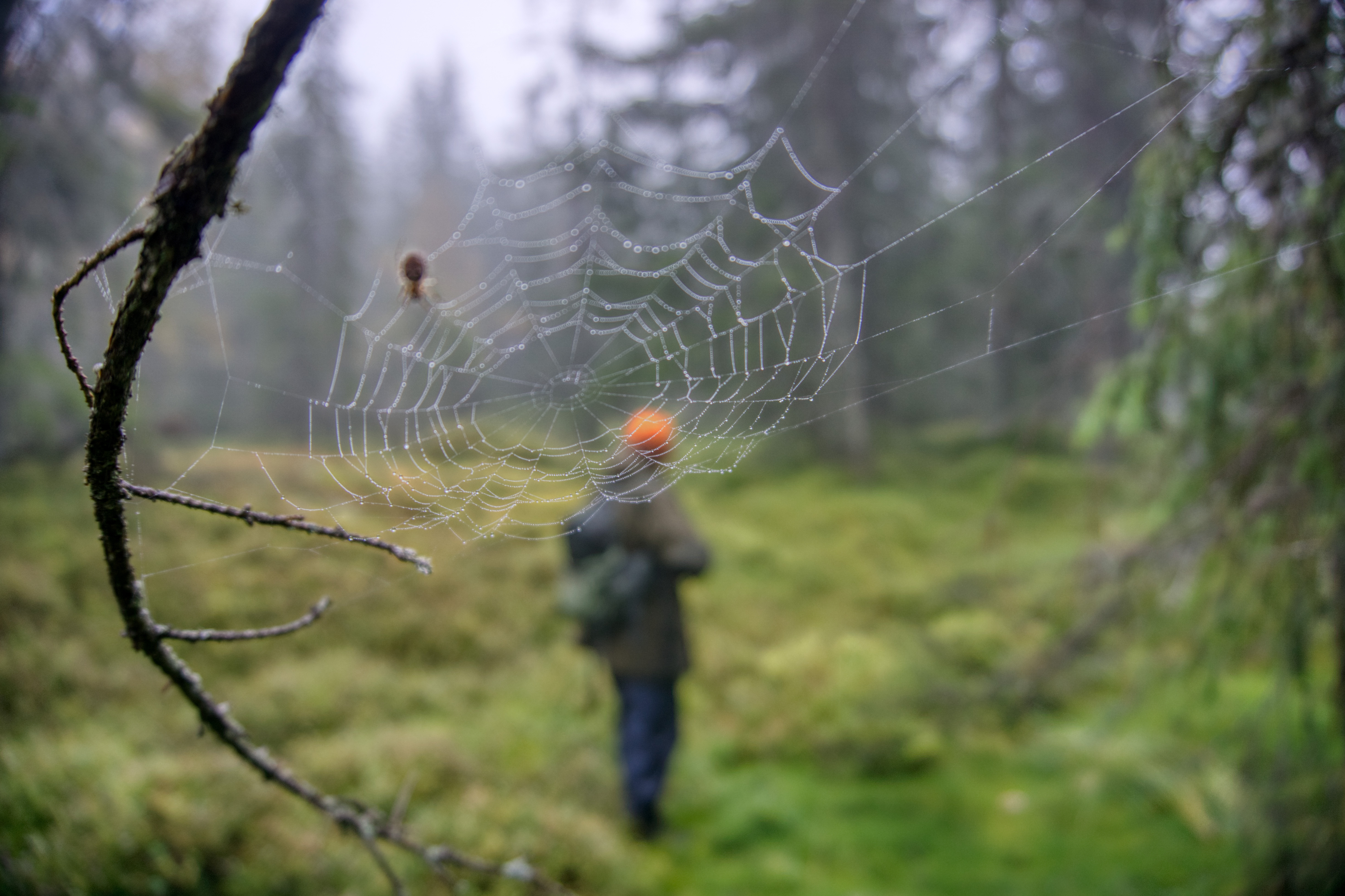 Skogsfugljakt i Finnemarka, Buskerud