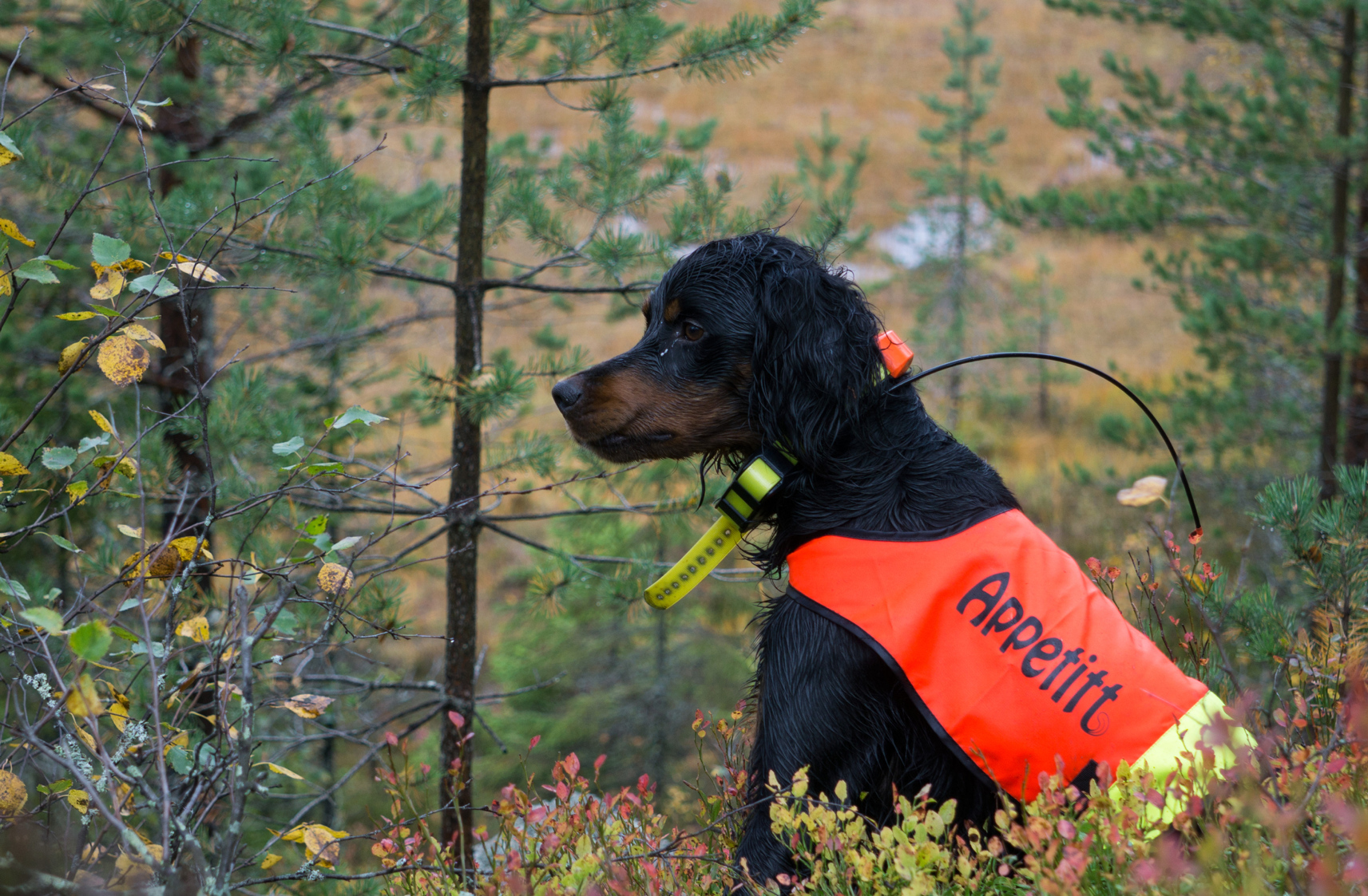Skogsfugljakt i Finnemarka, Buskerud - jakthund