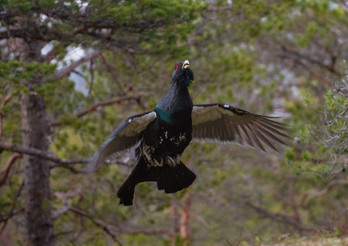 Storfugl - Tiur i lufta