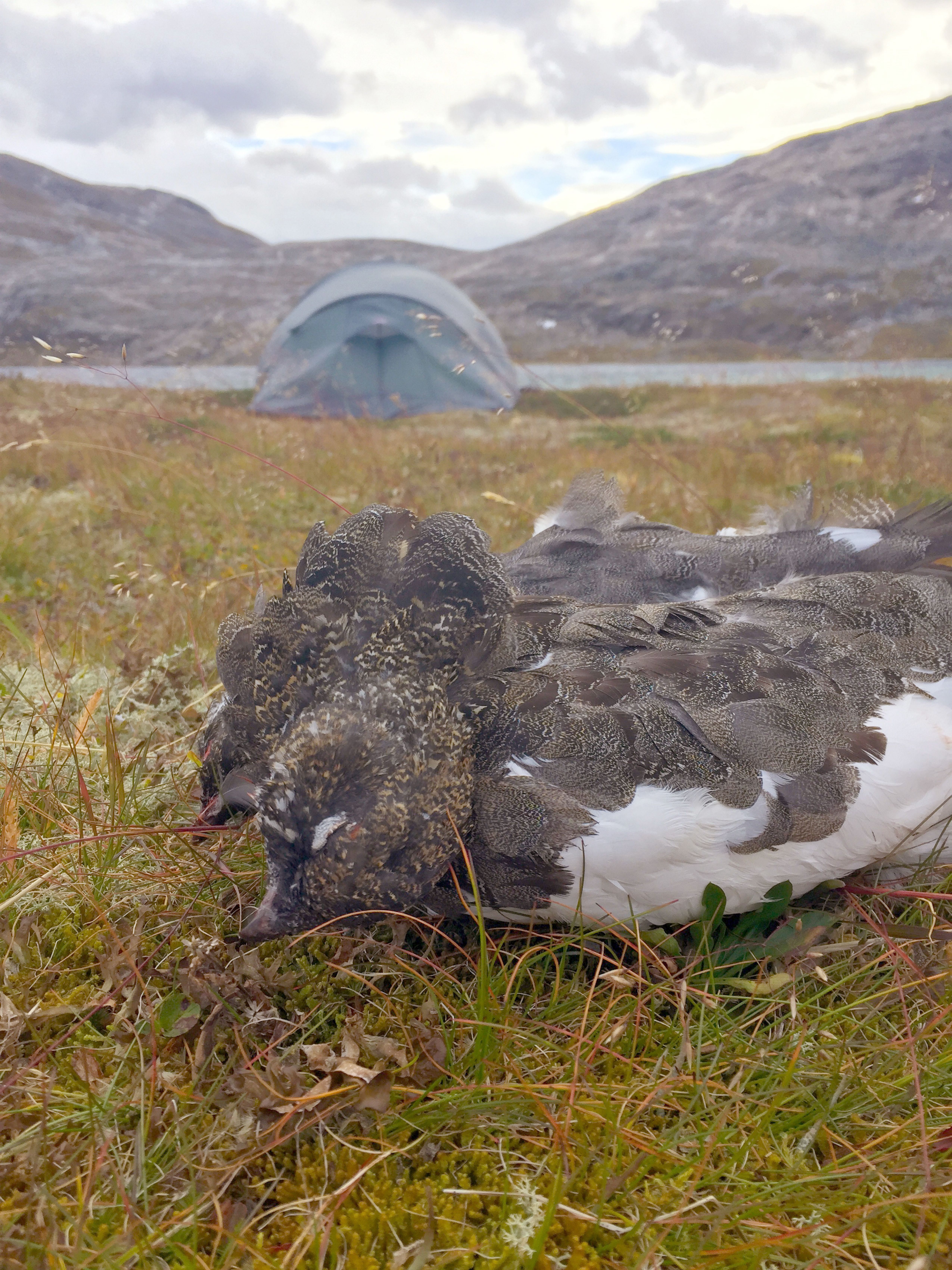 Lahko nasjonalpark - rypefangst