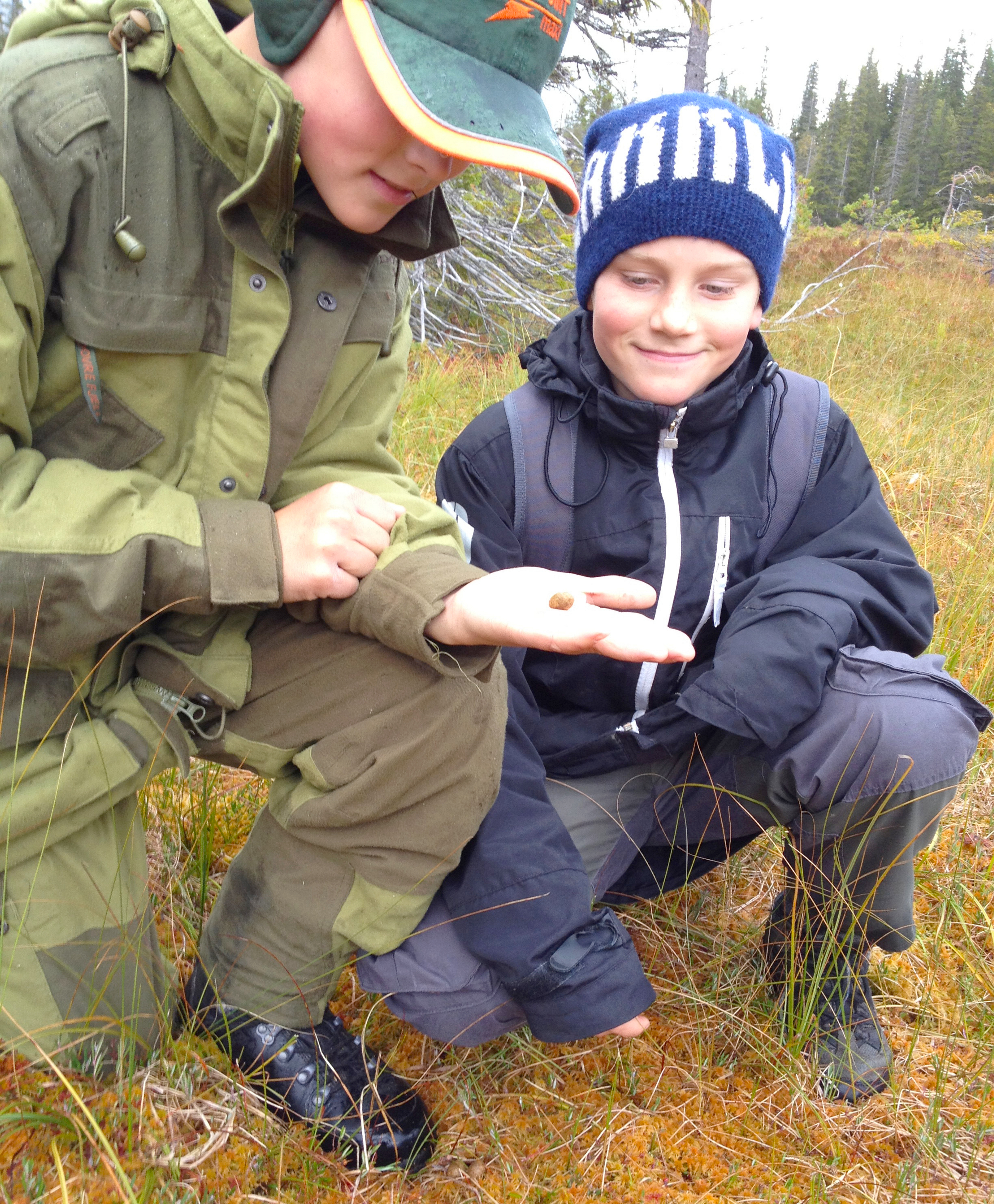 Harejakt med unge jegere i Meldalsskogen