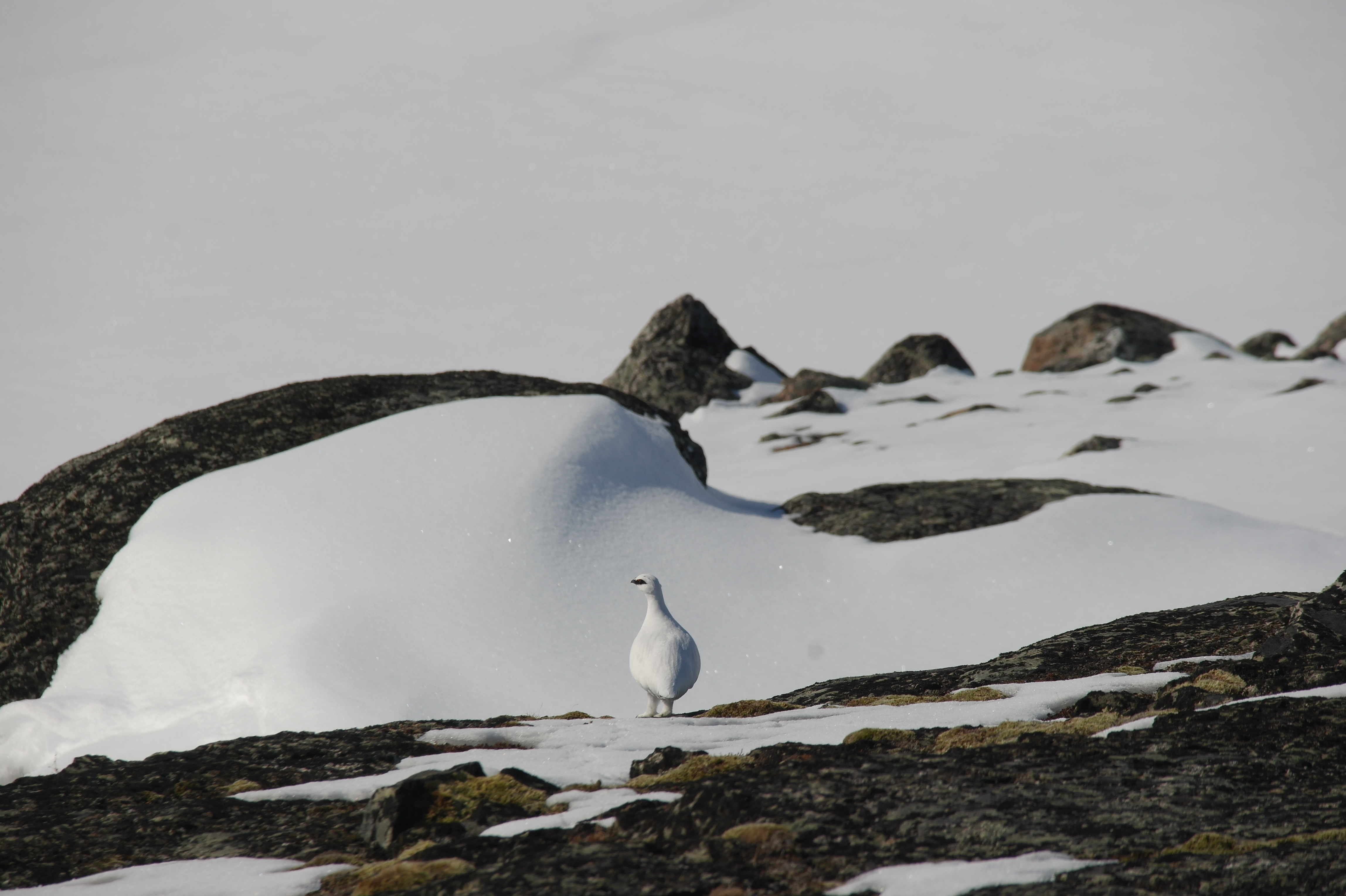 Fjellrype ved Selkajavre i Narvik
