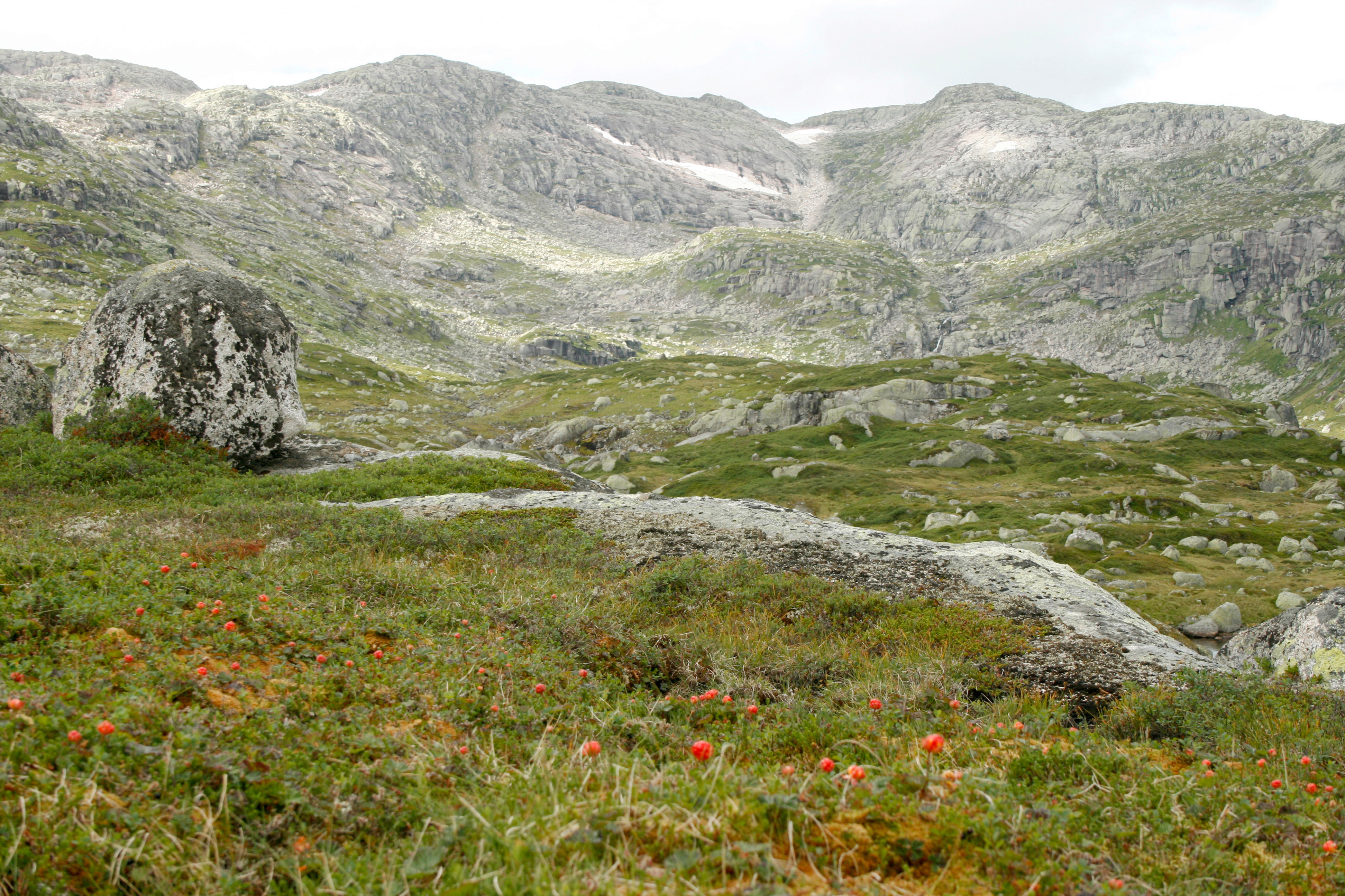 Bra rypeterreng ved Hestebu i Njardarheim