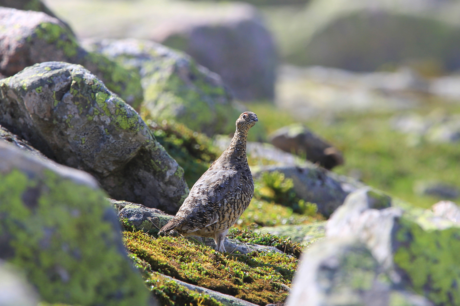 Rype på Urdalsknuten