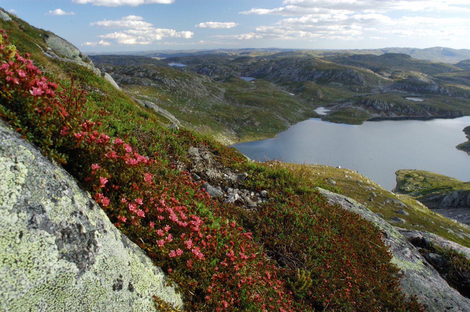 Utsikt over Nutevatn i Njardarheim
