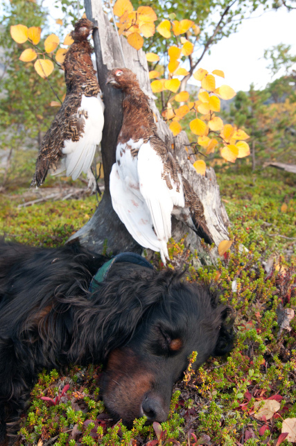 Sliten jakthund og rypefangst i Rago nasjonalpark