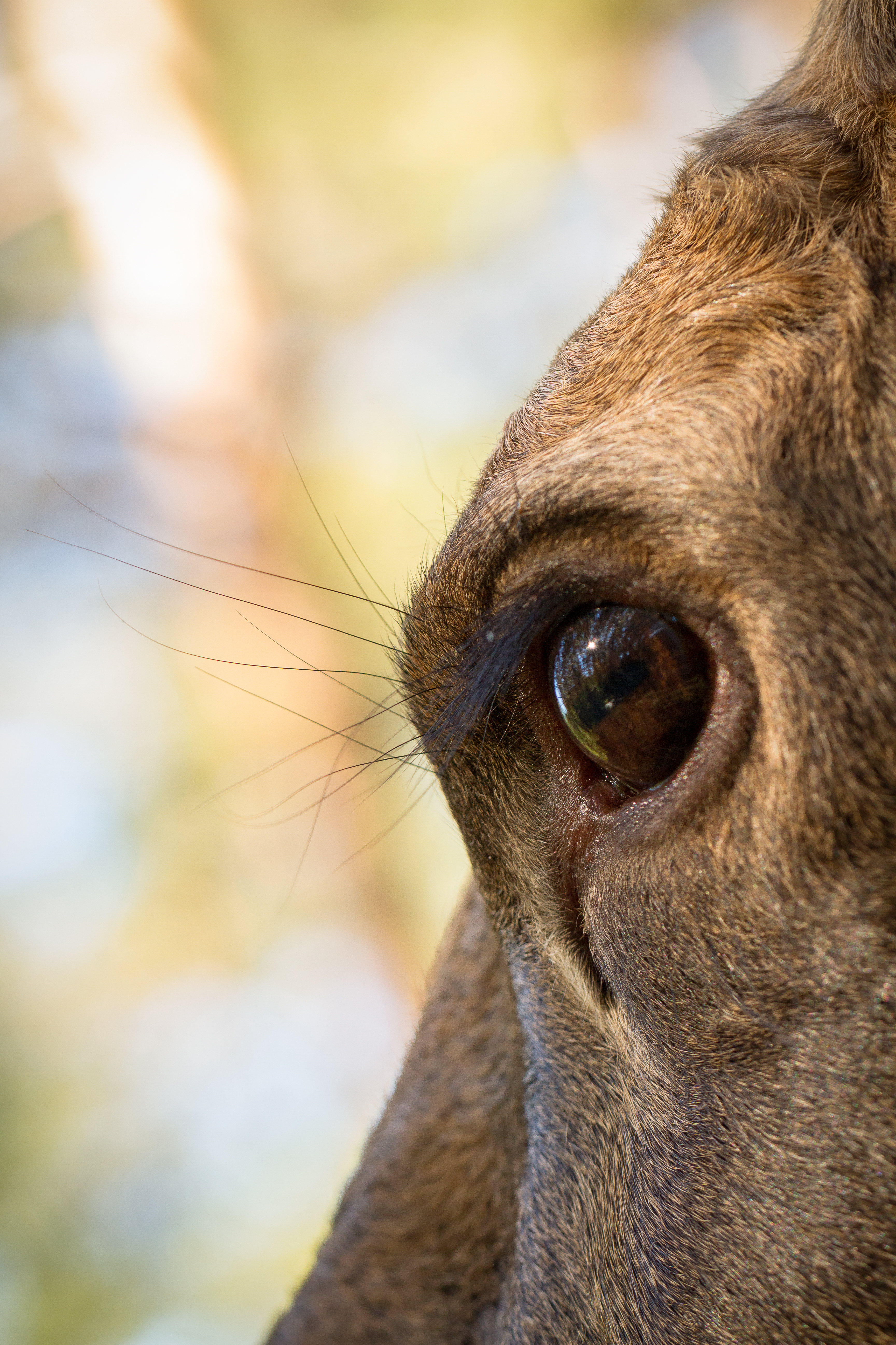 25919103 moose or european elk alces alces female eye close up