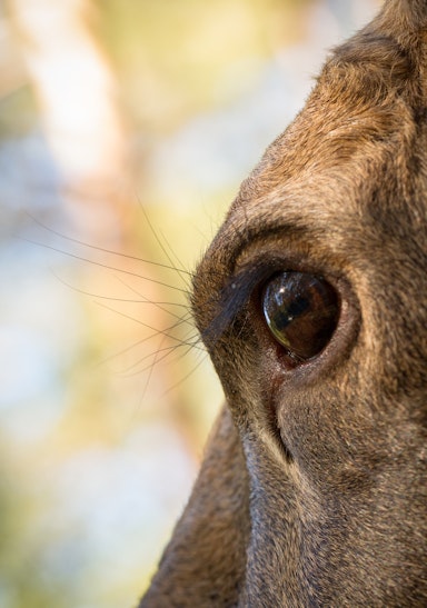 25919103 moose or european elk alces alces female eye close up