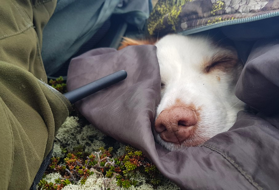 Atcho Torkel Skoglund må kjøpes hvis bruk