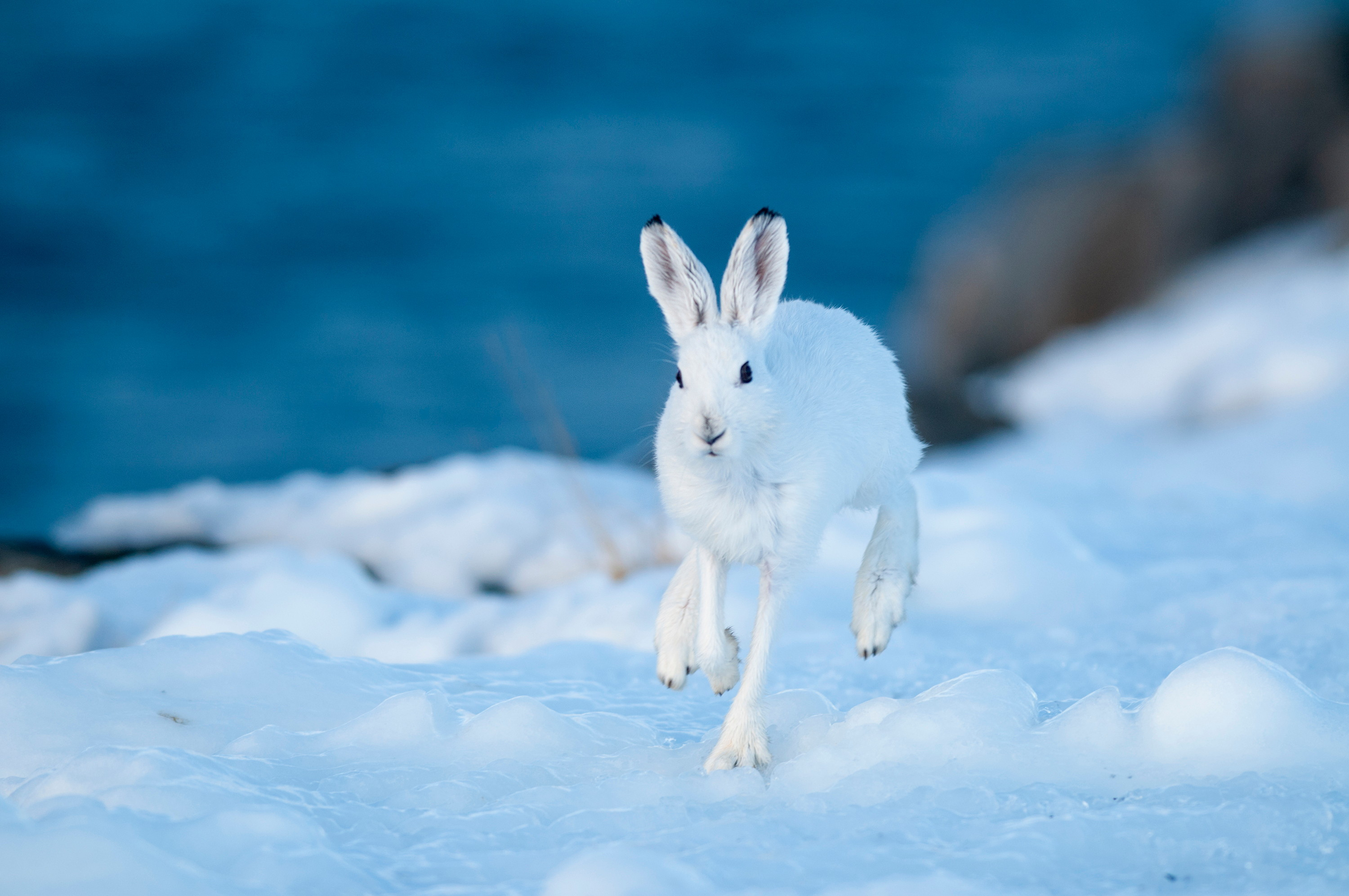 Hare vinter Kjartan Trana