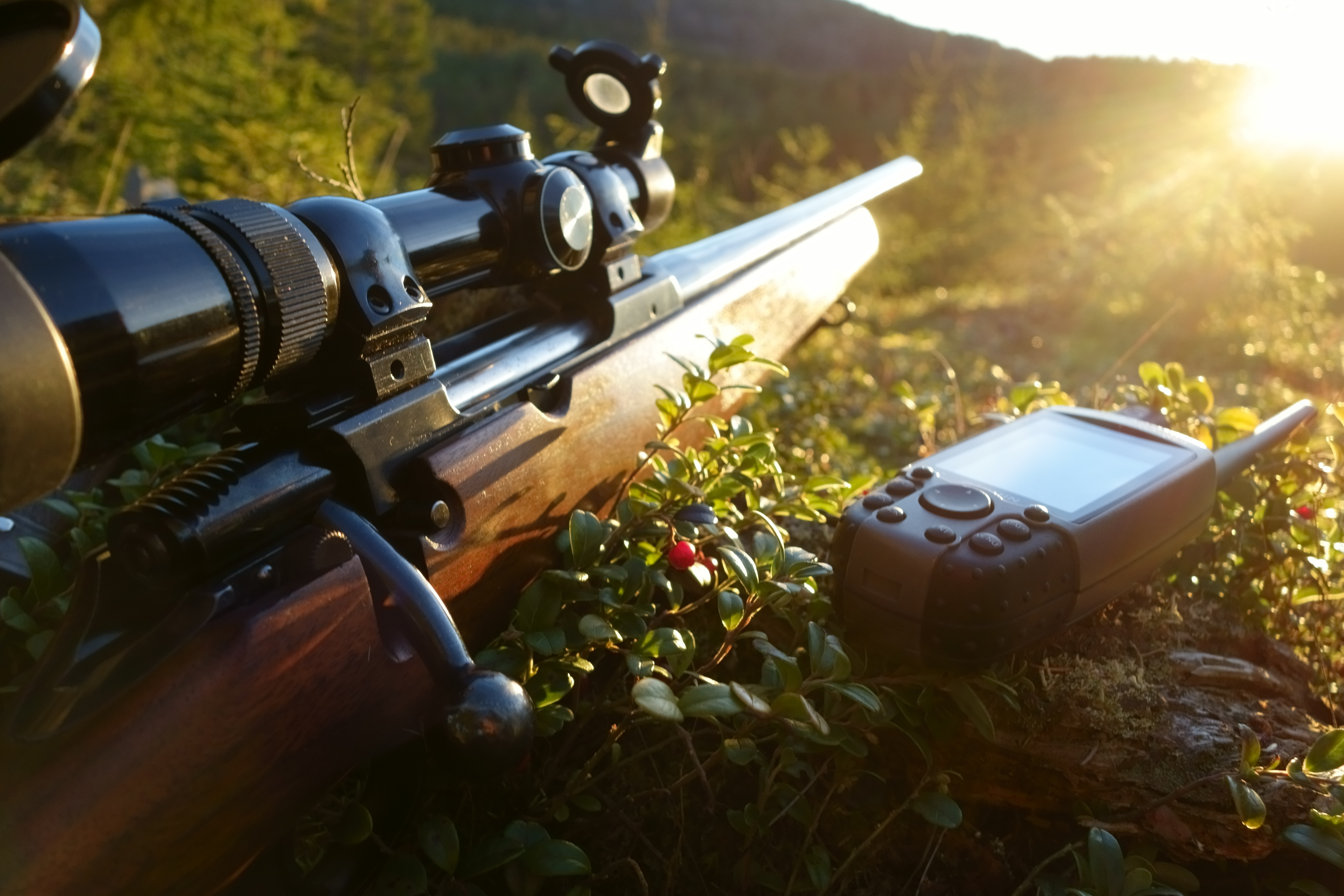 Opplæringsjakt på elg