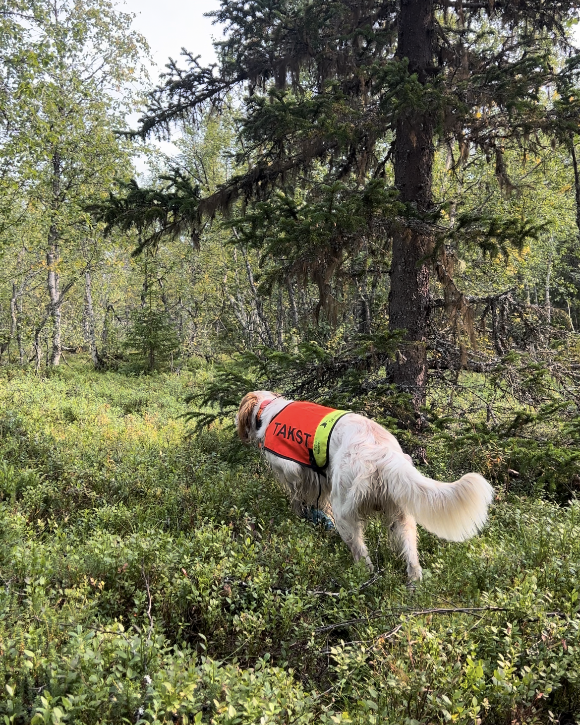 Rypetaksering - hund i arbeid