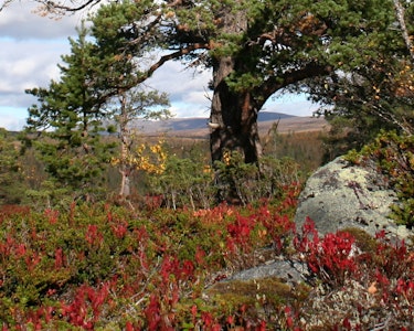 Furu - nær Hukkelvatna og Singsås