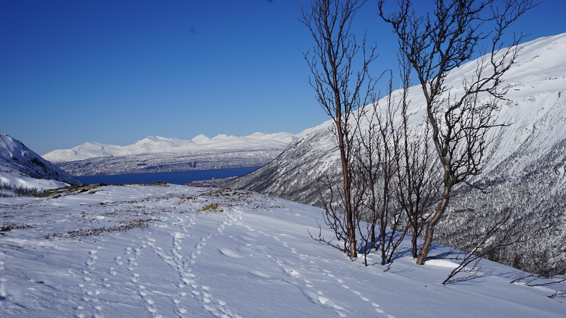 Rypespor, Beisfjord med Ofotfjorden
