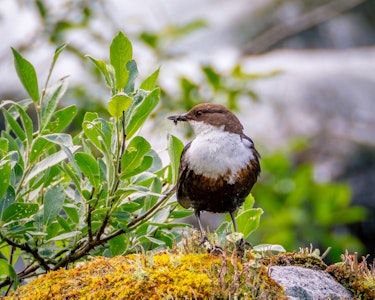 Fossekallen - Norges nasjonalfugl
