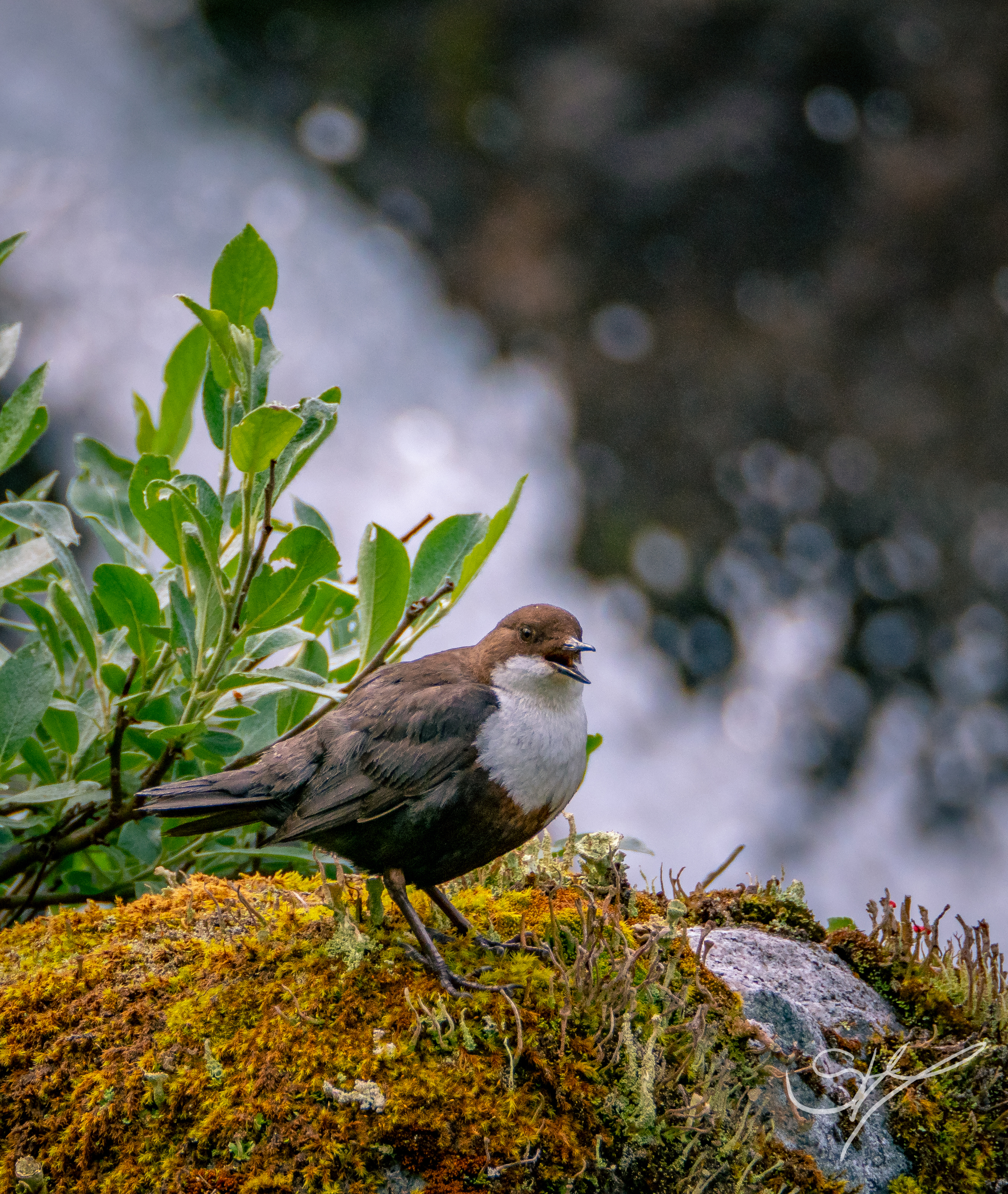 Fossekallen - Norges nasjonalfugl