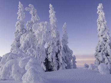 Sjekker skogen for snøskader