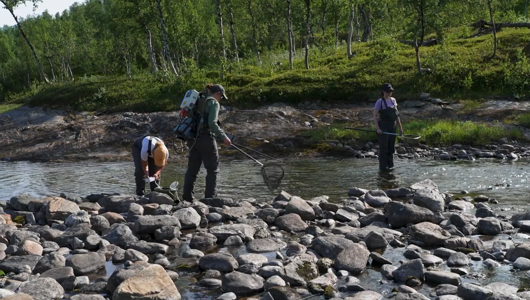 Med Hæge på elfiske og flytting av fisk i Balvatnet - Med naturen som arbeidsplass