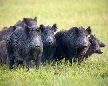 30276736 a herd of wild boars on a meadow with grass wet from dew