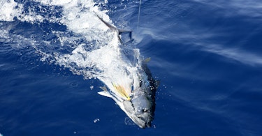 Bluefin tuna - makrellstørje